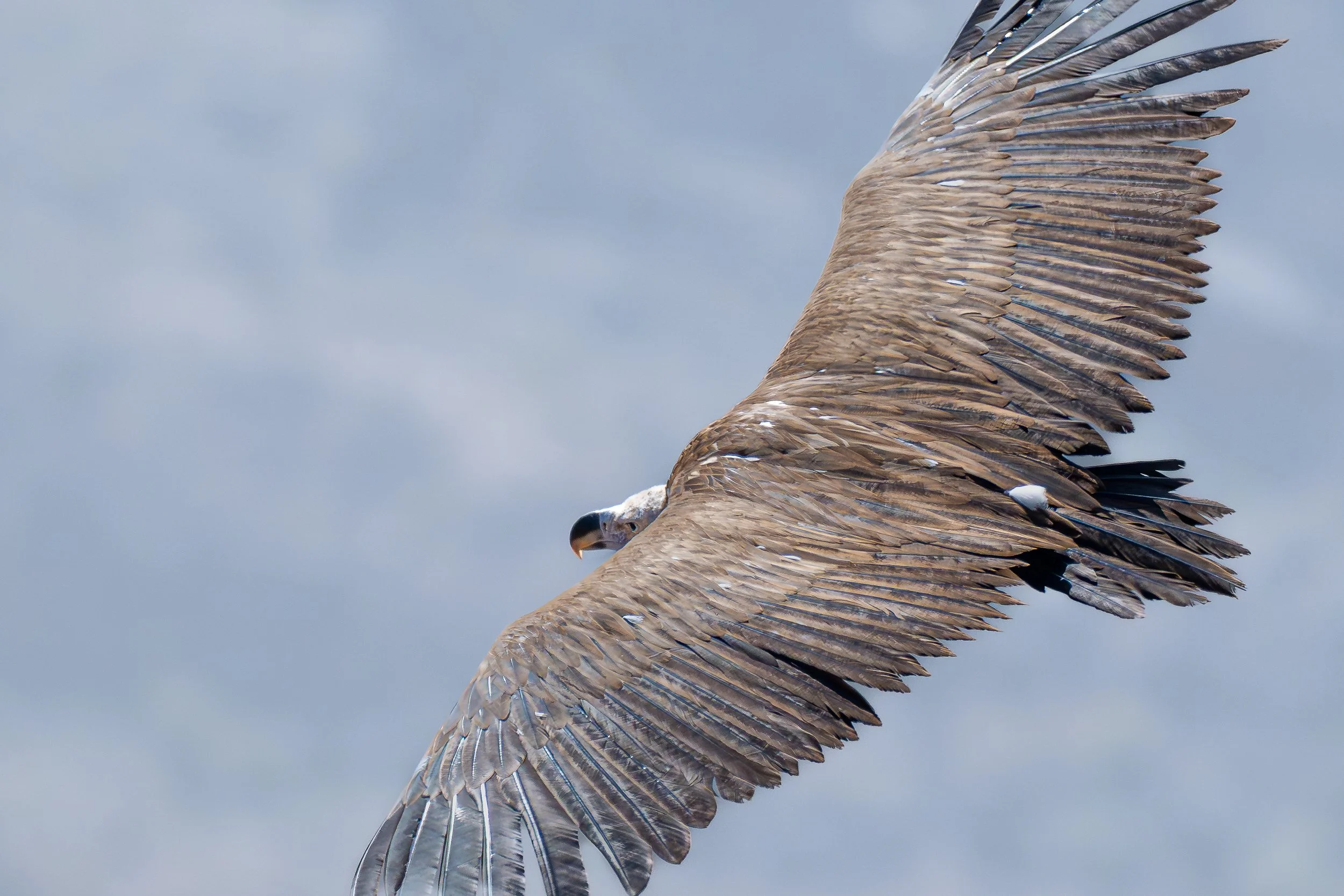 Vulture, Jebel Shams | Oman