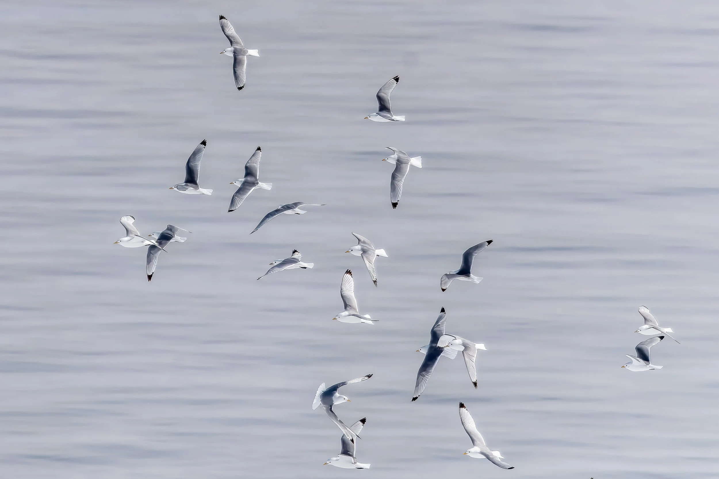 Arctic seabirds | Svalbard