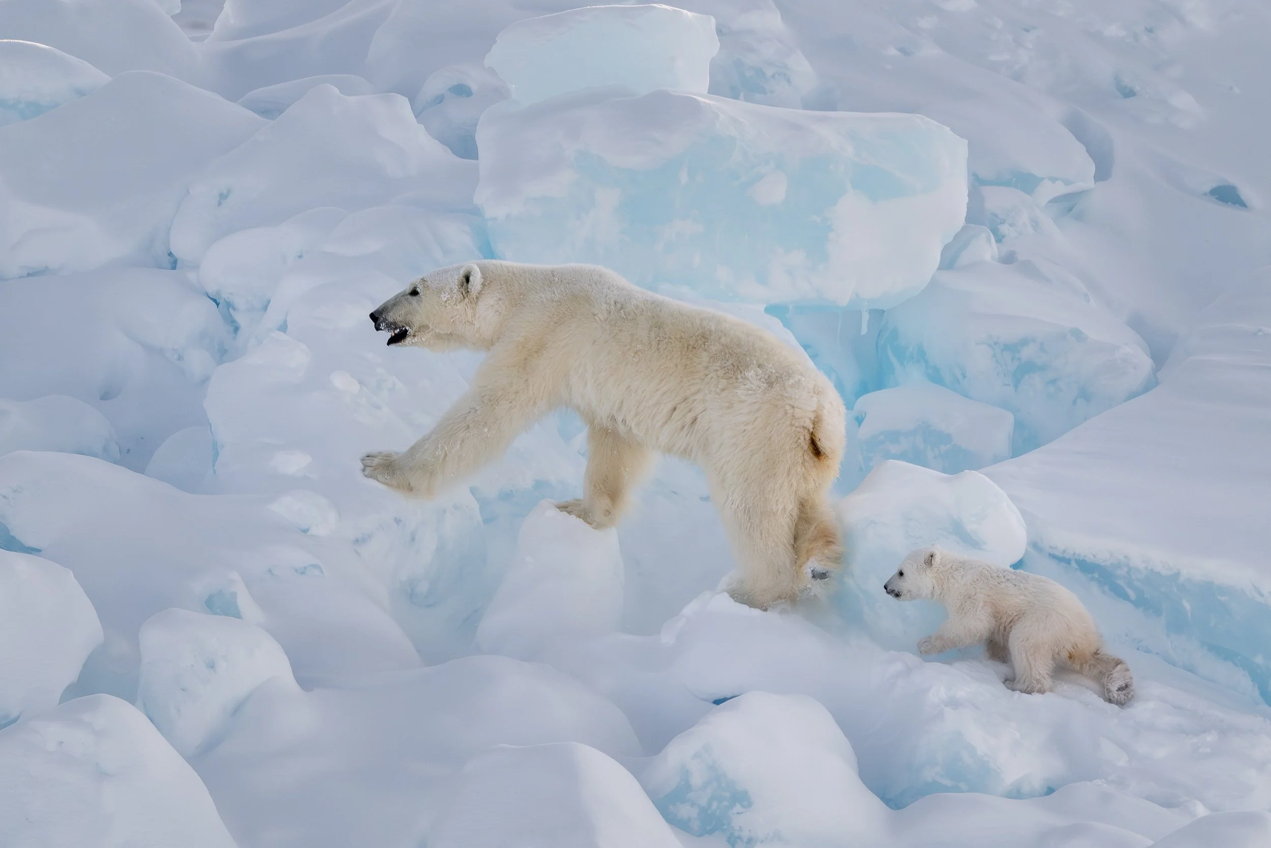 Polar bear mother and cub, Baffin Island | Canadian Arctic
