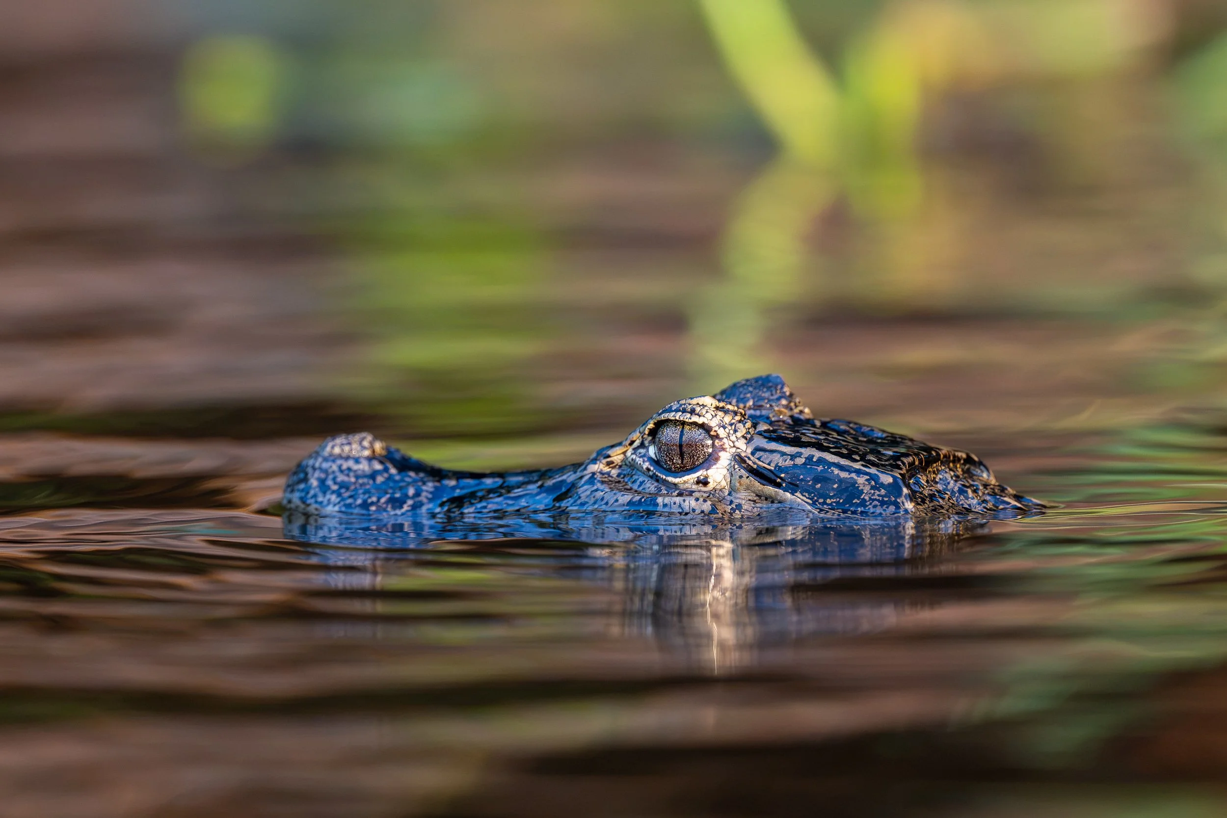 Caiman, Pantanal | Brazil