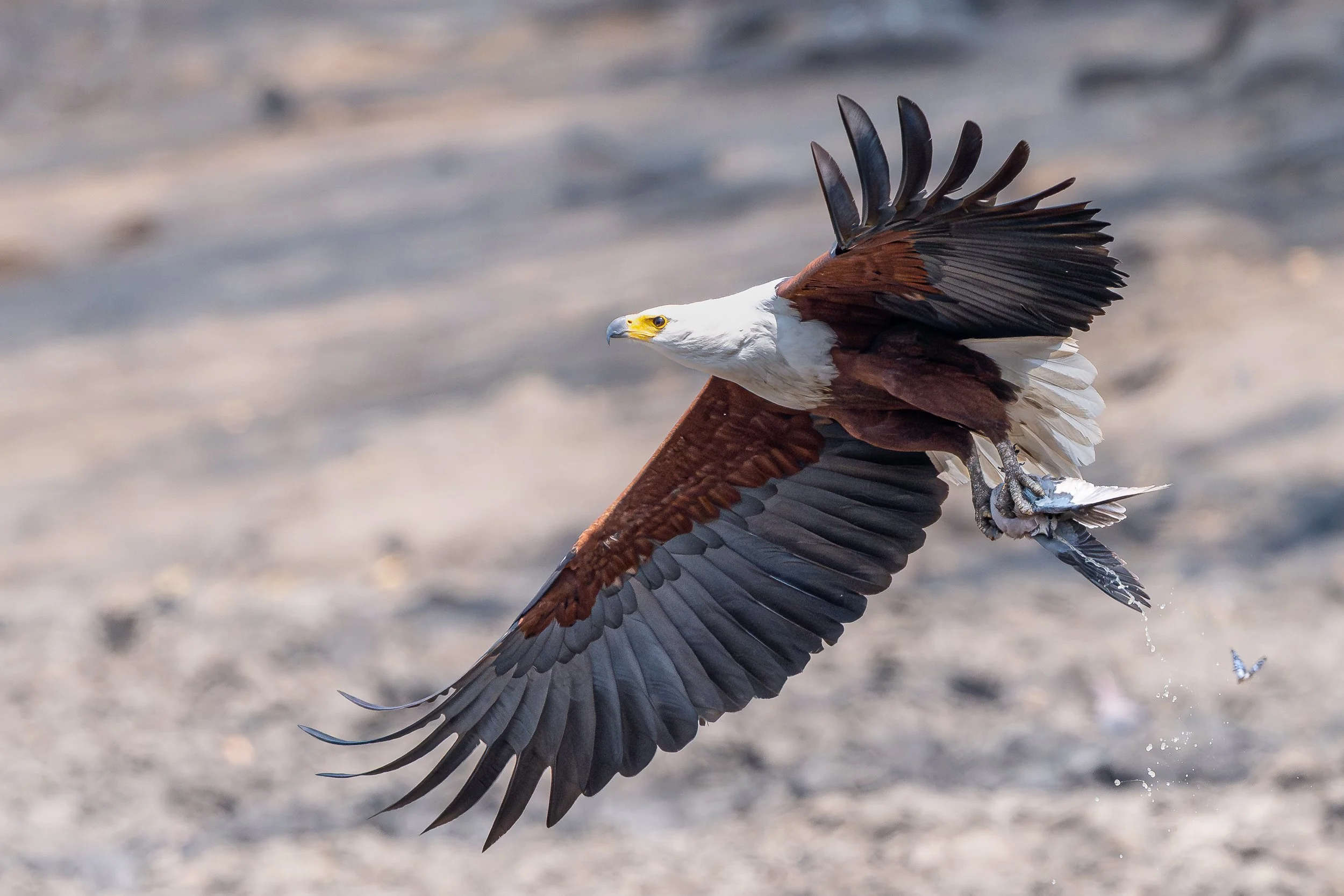 African Fish Eagle, Mana Pools | Zimbabwe