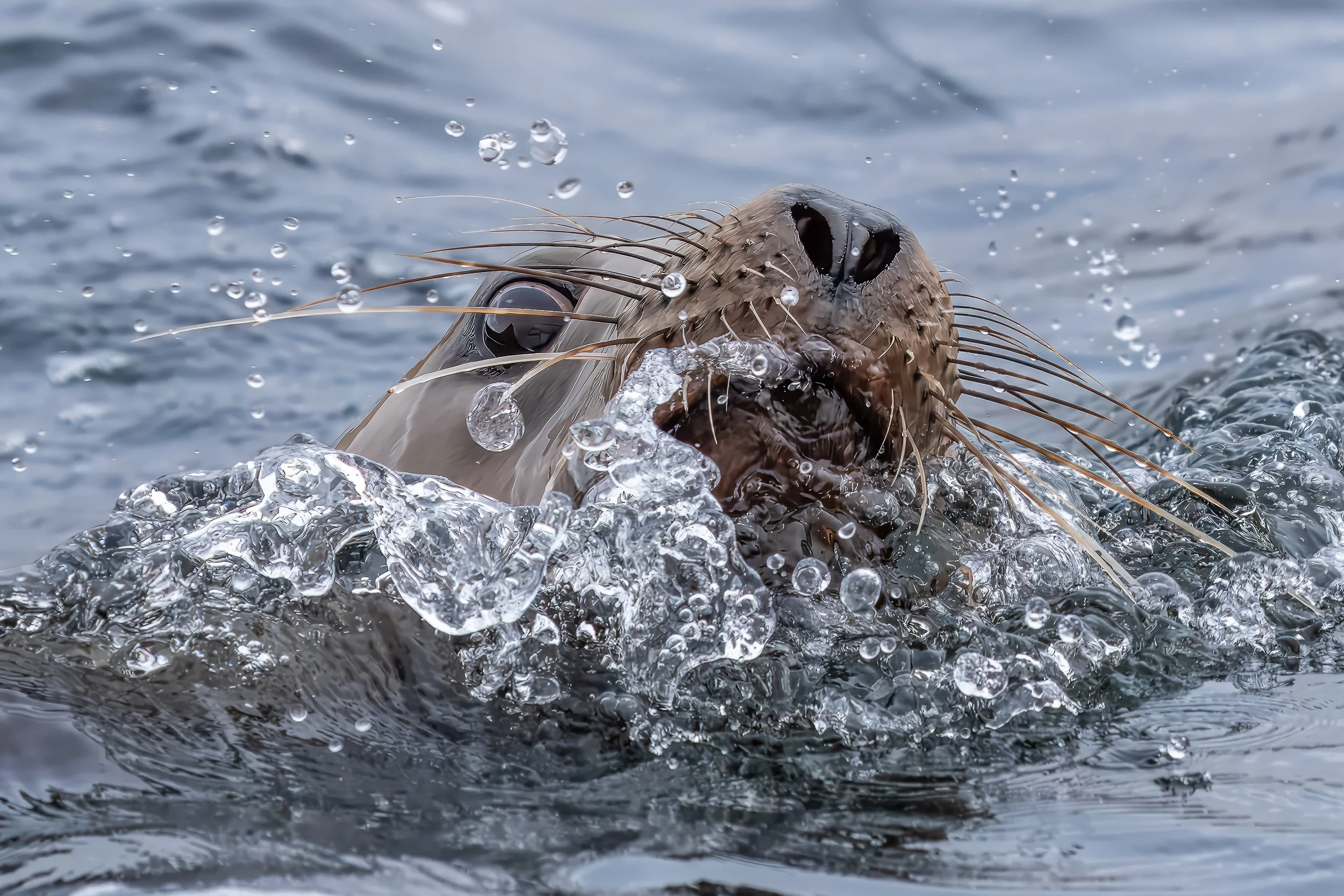 Seal, Campbell Island | New Zealand