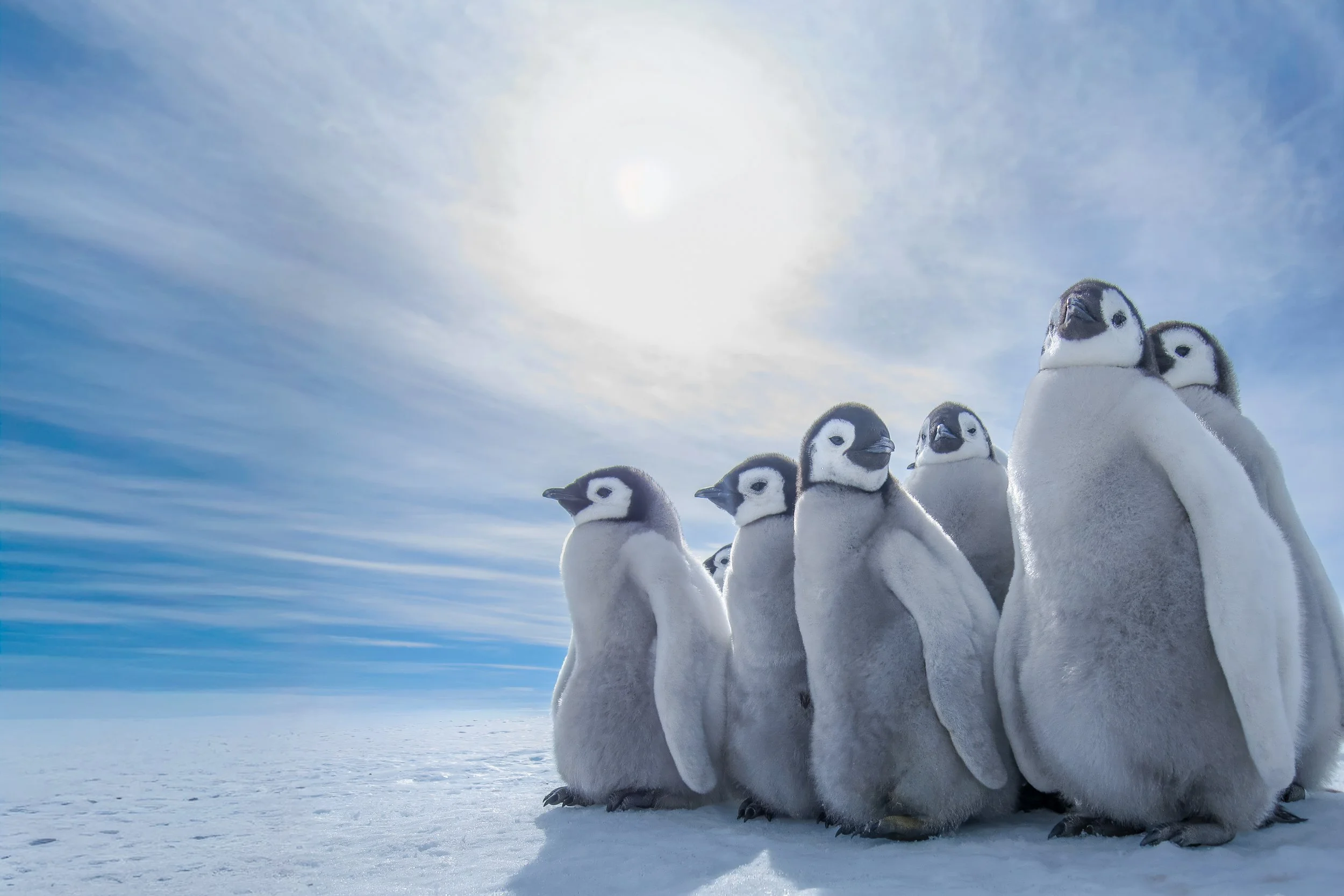 Emperor penguin chicks, Snow Hill Island | Antarctica