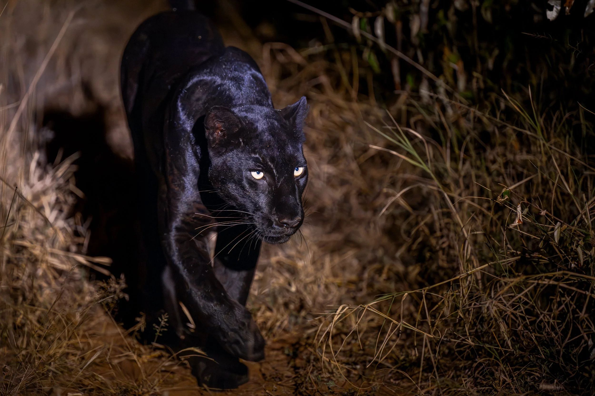 Black leopard, Laikipia | Kenya