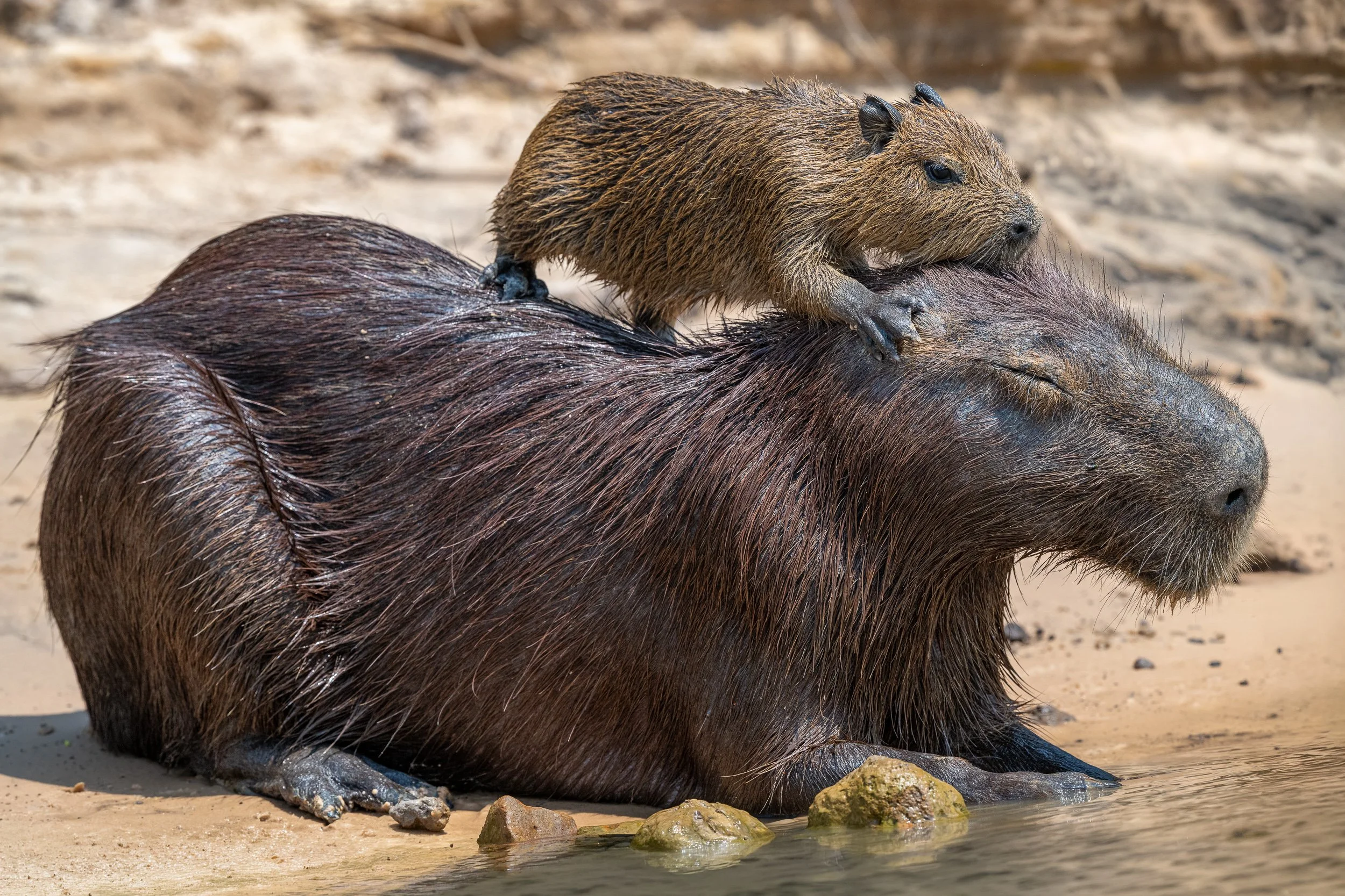 Capybara, Pantanal | Brazil