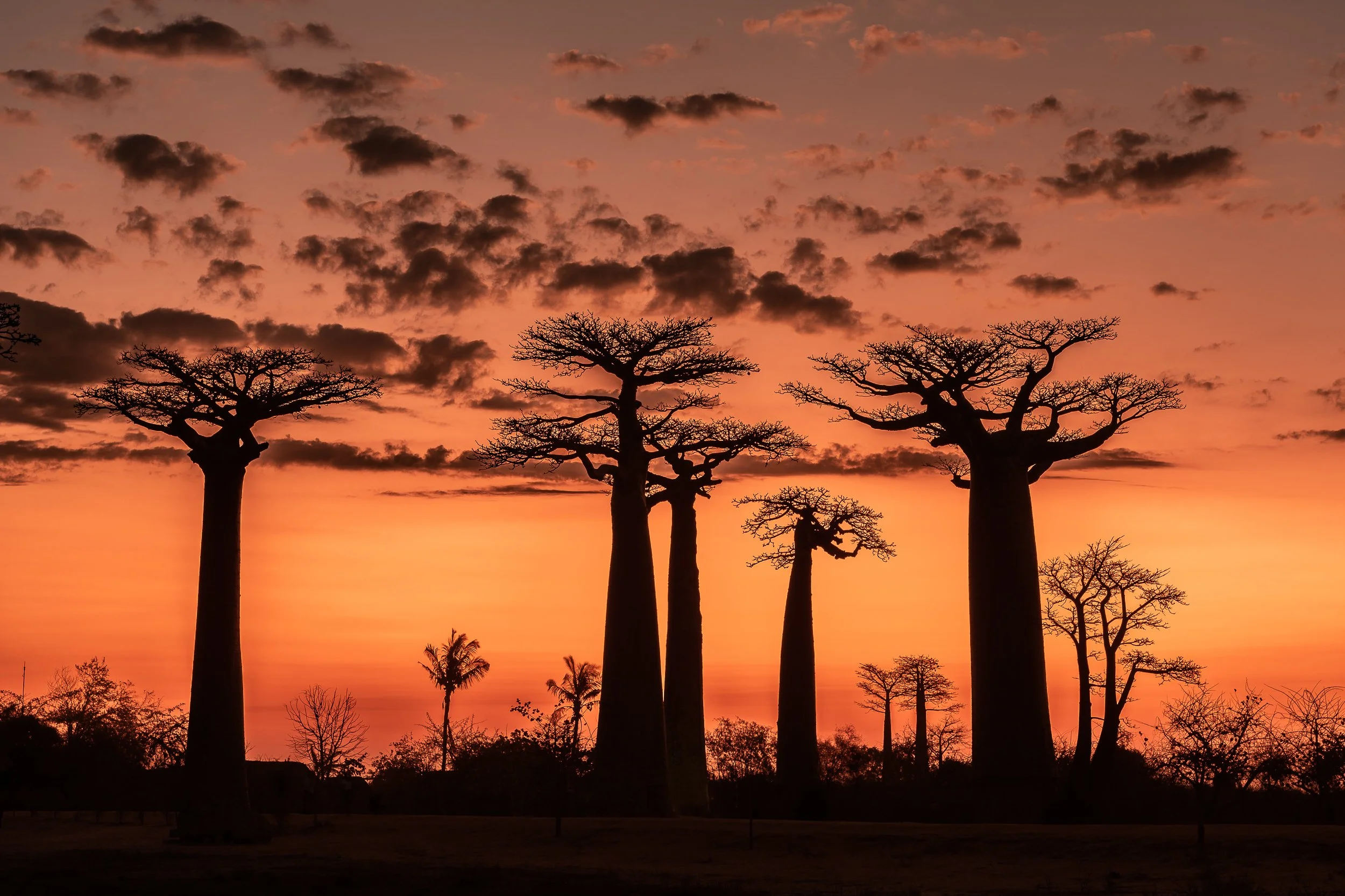 Baobabs at sunset | Madagascar