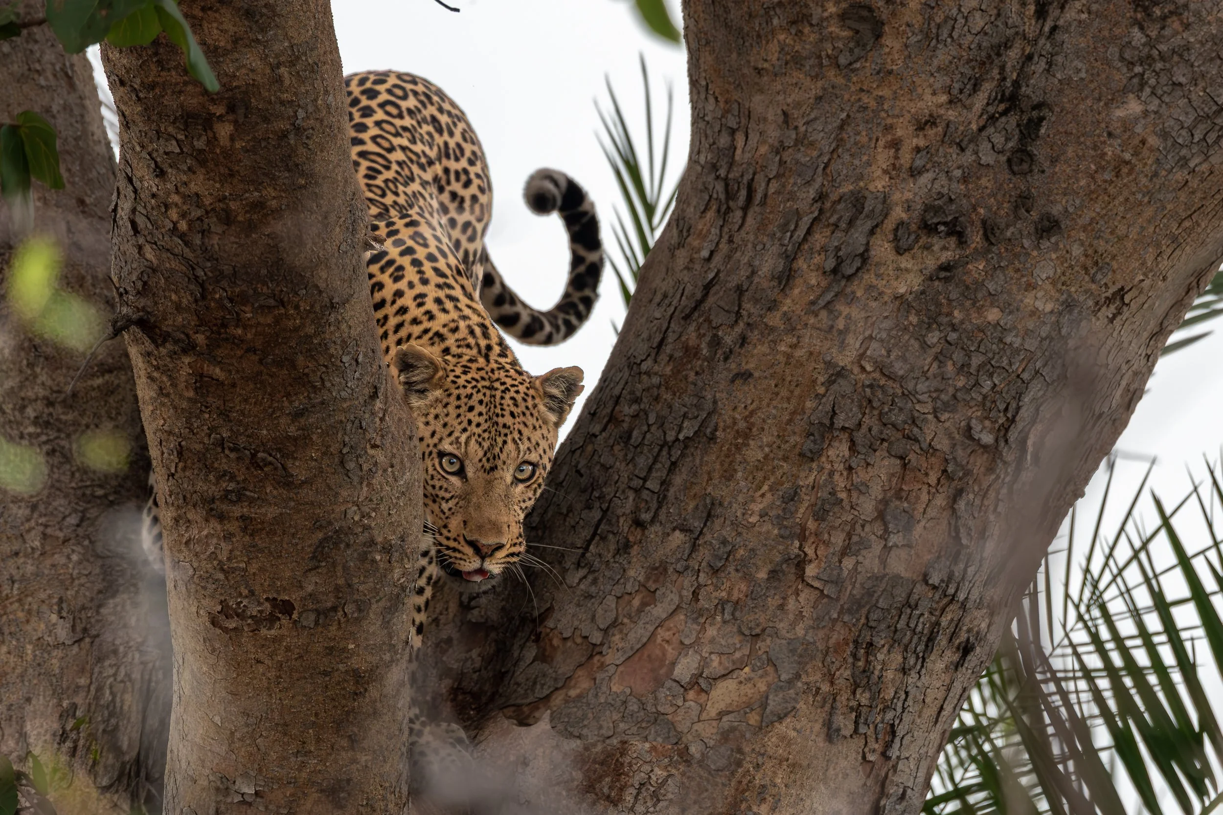 Leopard, Busanga Plains | Zambia