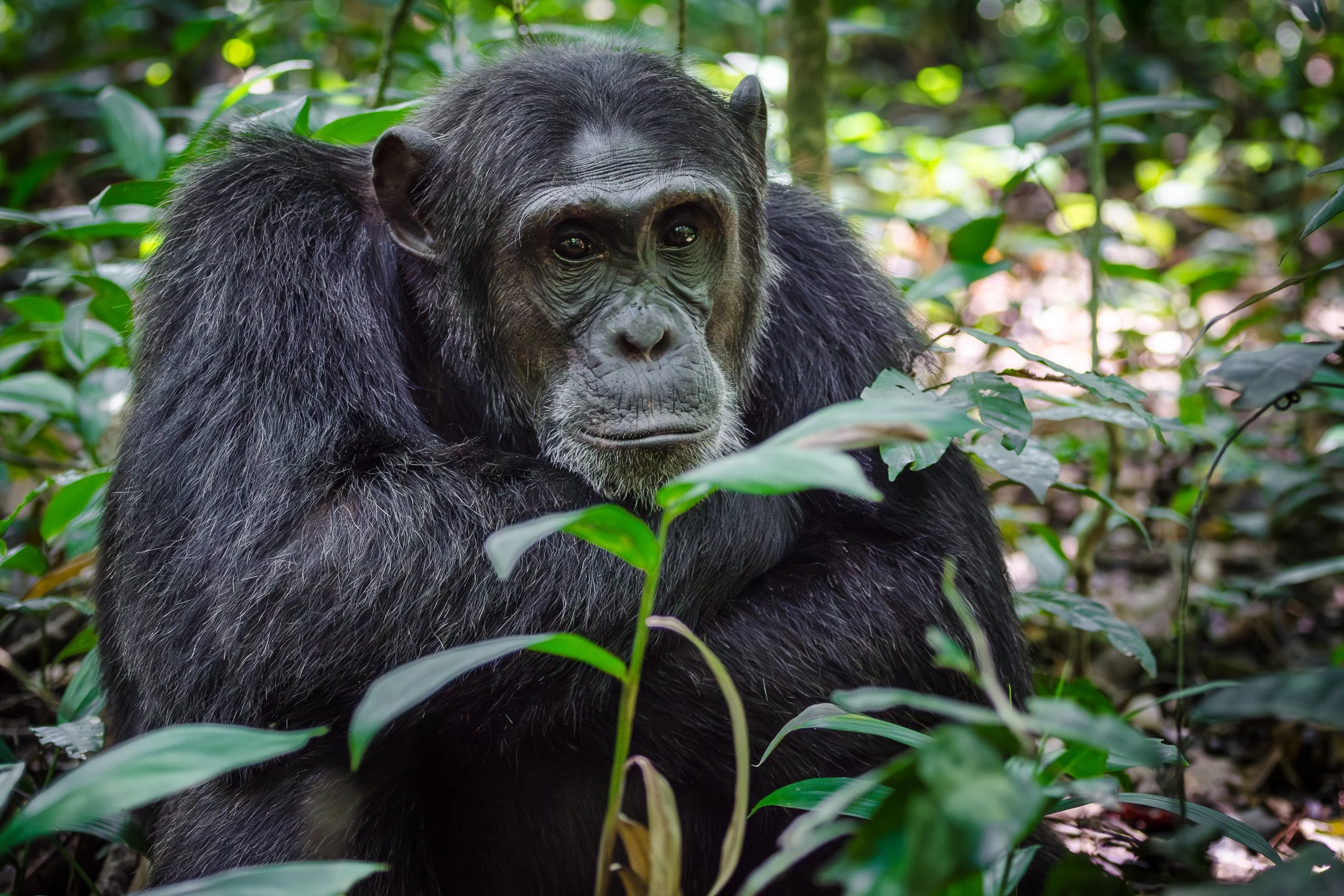 Chimpanzee, Kibale Forest | Uganda