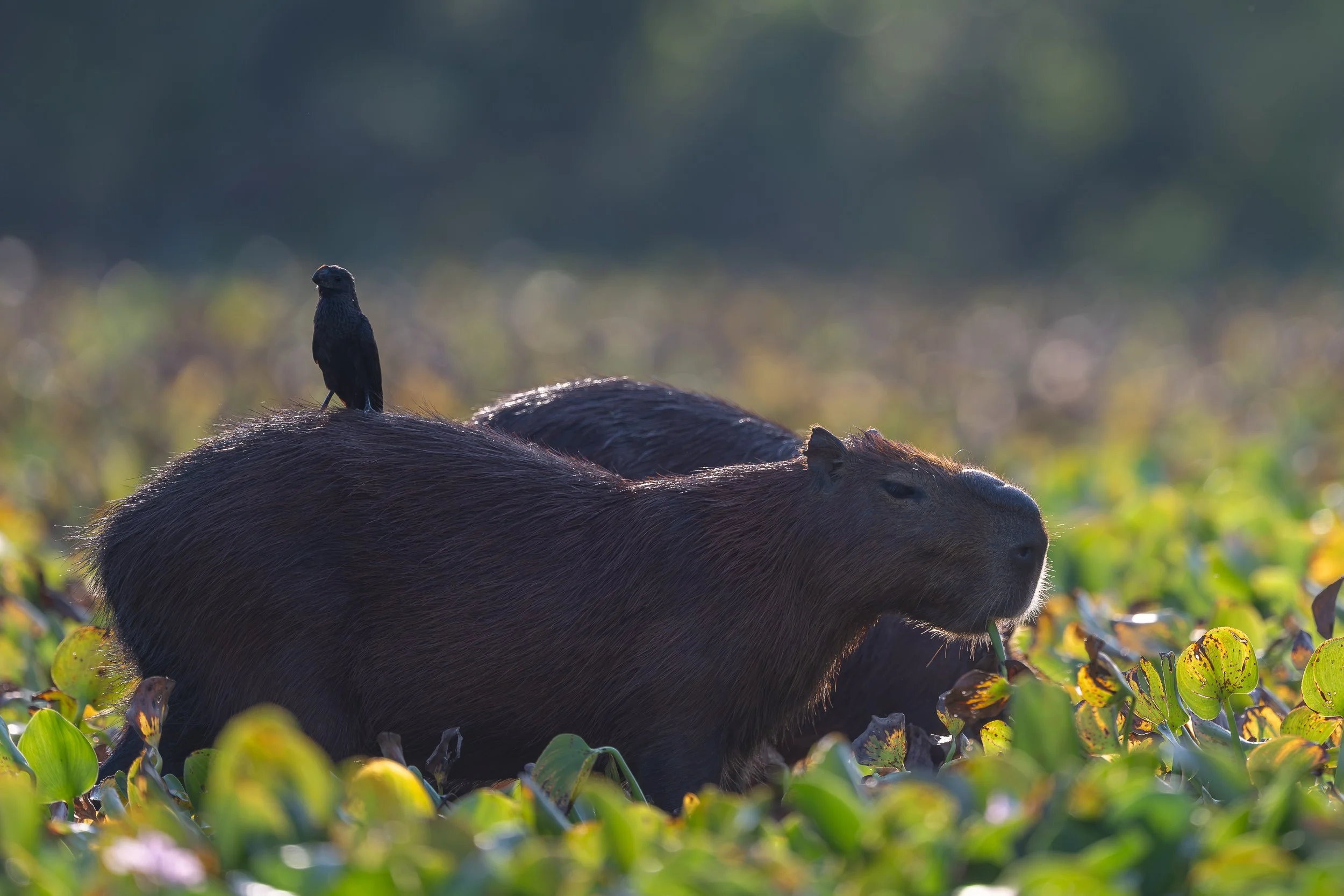 Capybara, Pantanal | Brazil