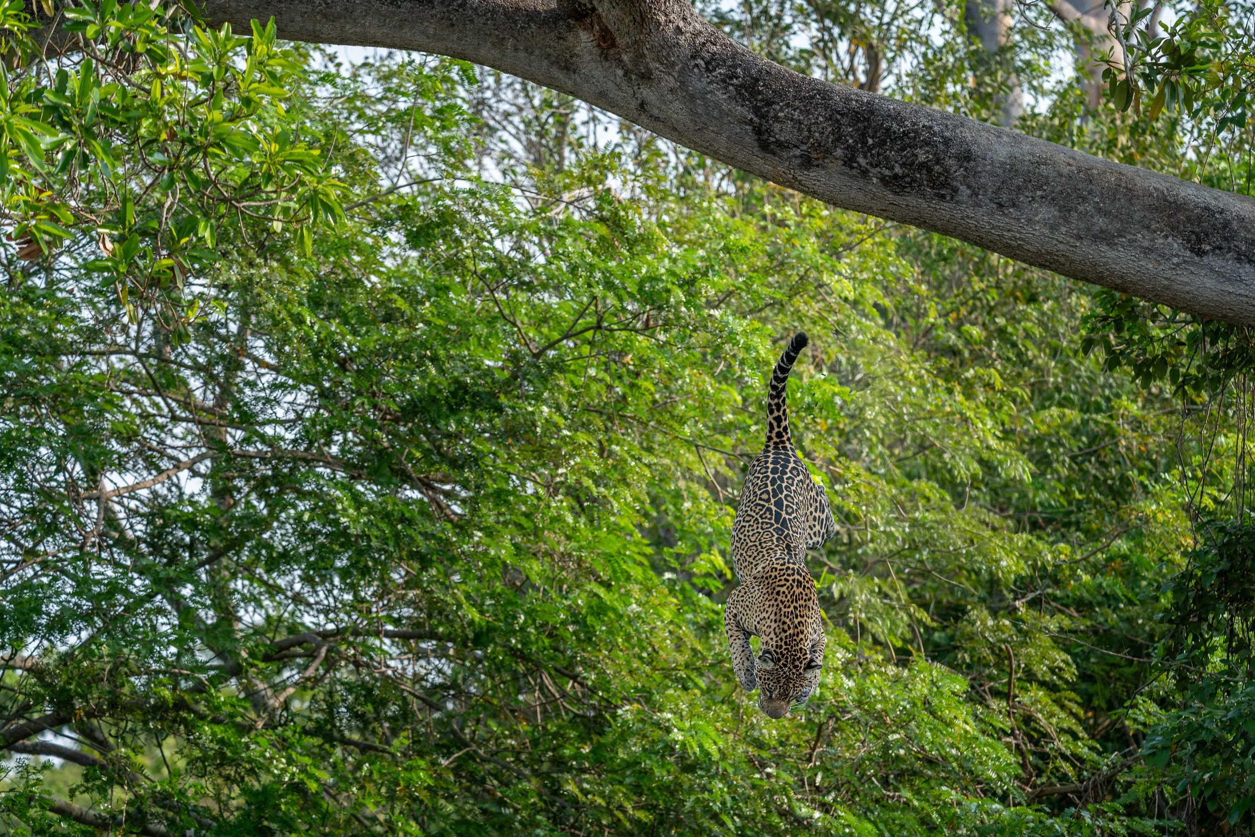 Jaguar, Pantanal | Brazil