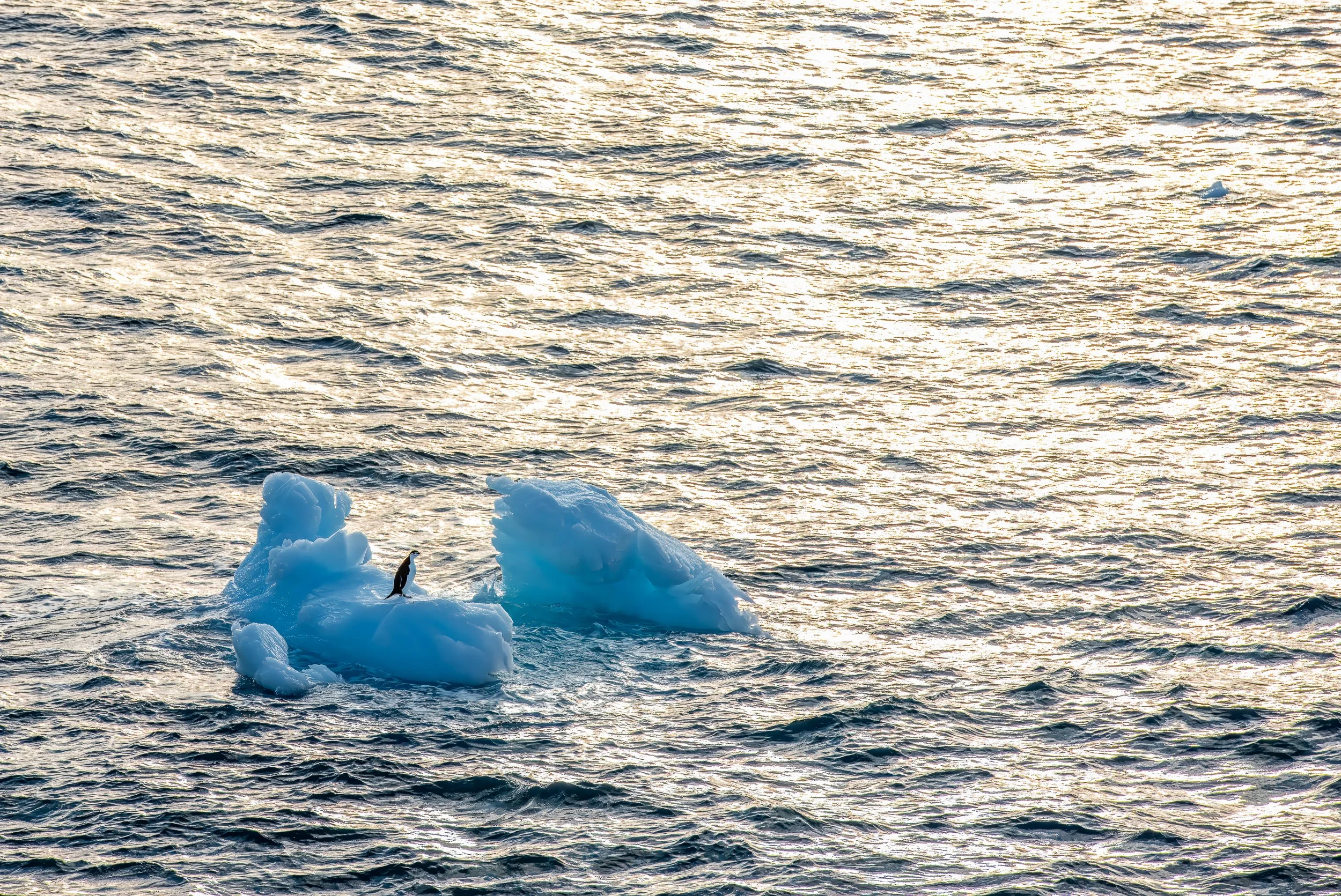 Chinstrap penguin, Ross Sea | Antarctica
