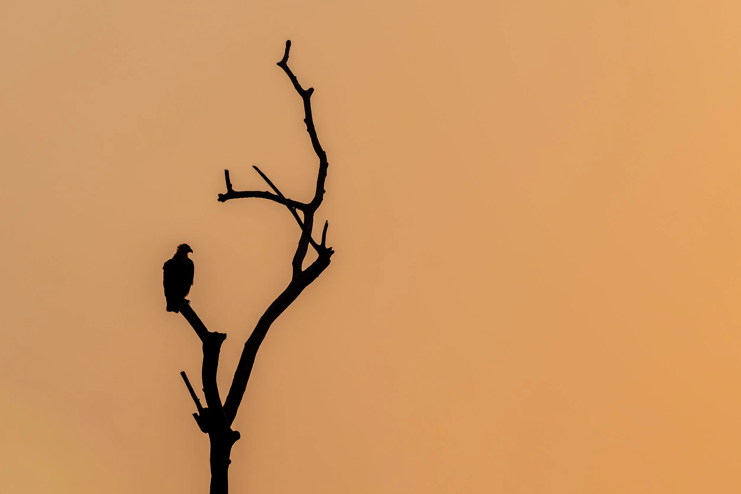 Silhouette vulture, Mana Pools | Zimbabwe