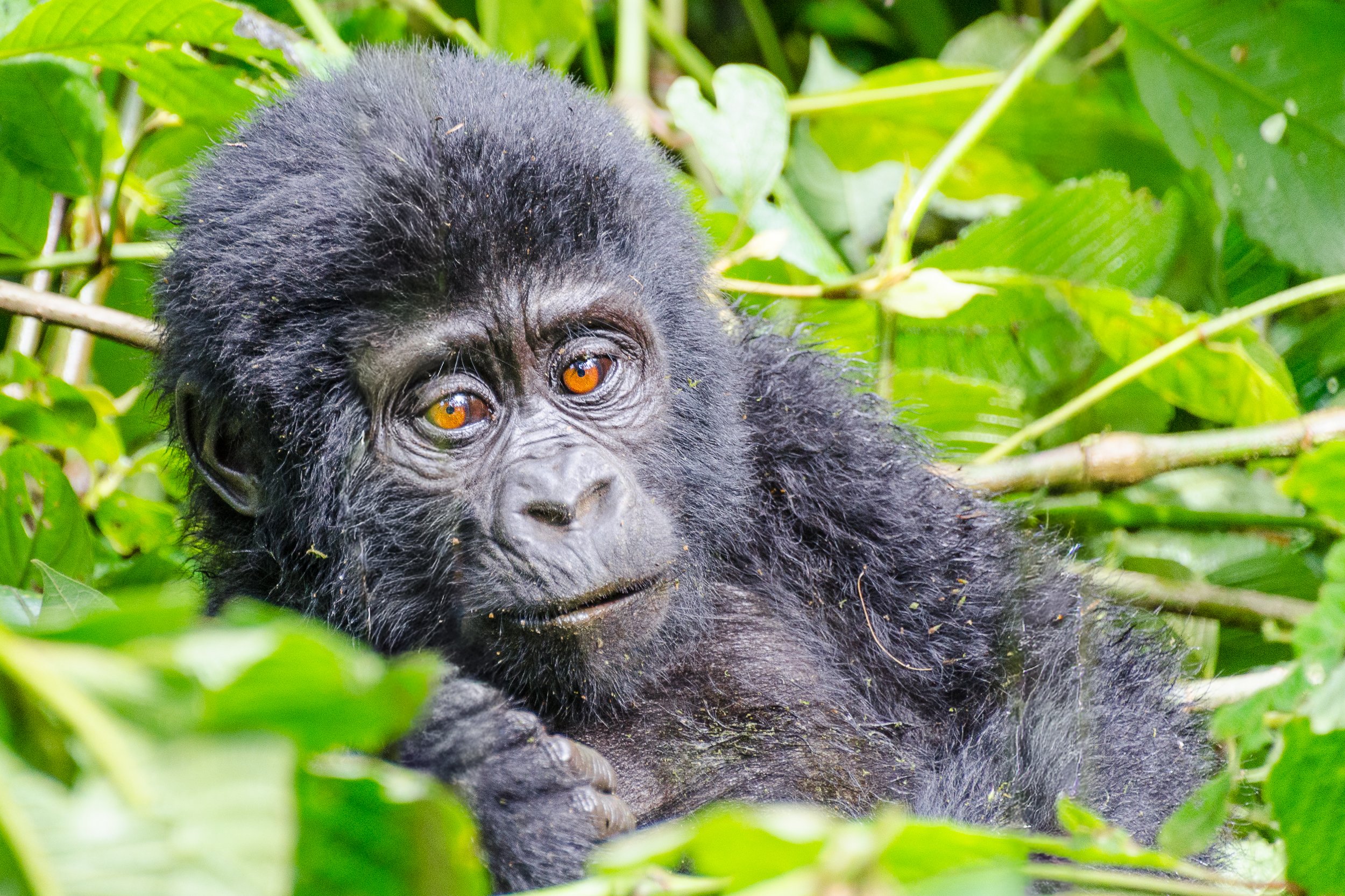 Young mountain gorilla, Bwindi | Uganda