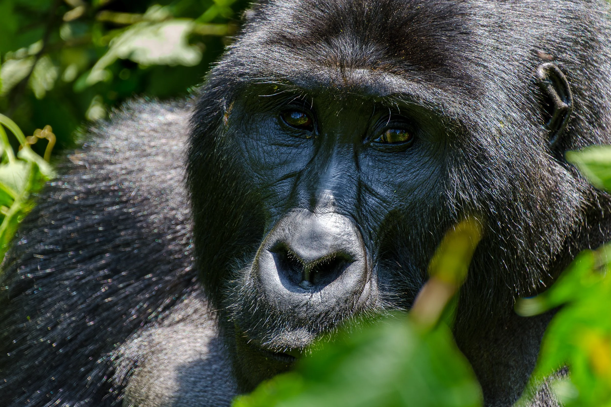 Mountain gorilla, Bwindi | Uganda