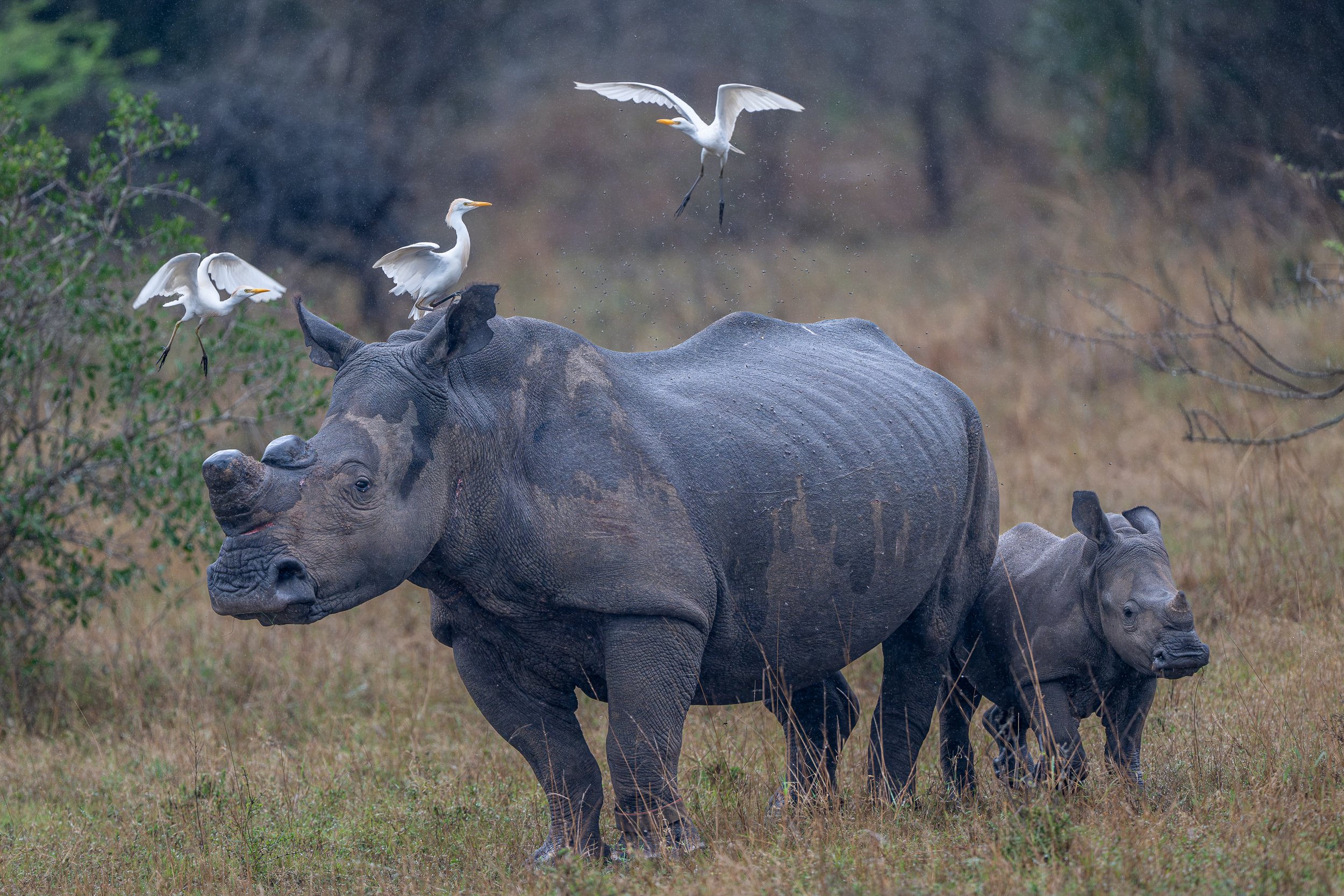 Rhinos with birds | South Africa