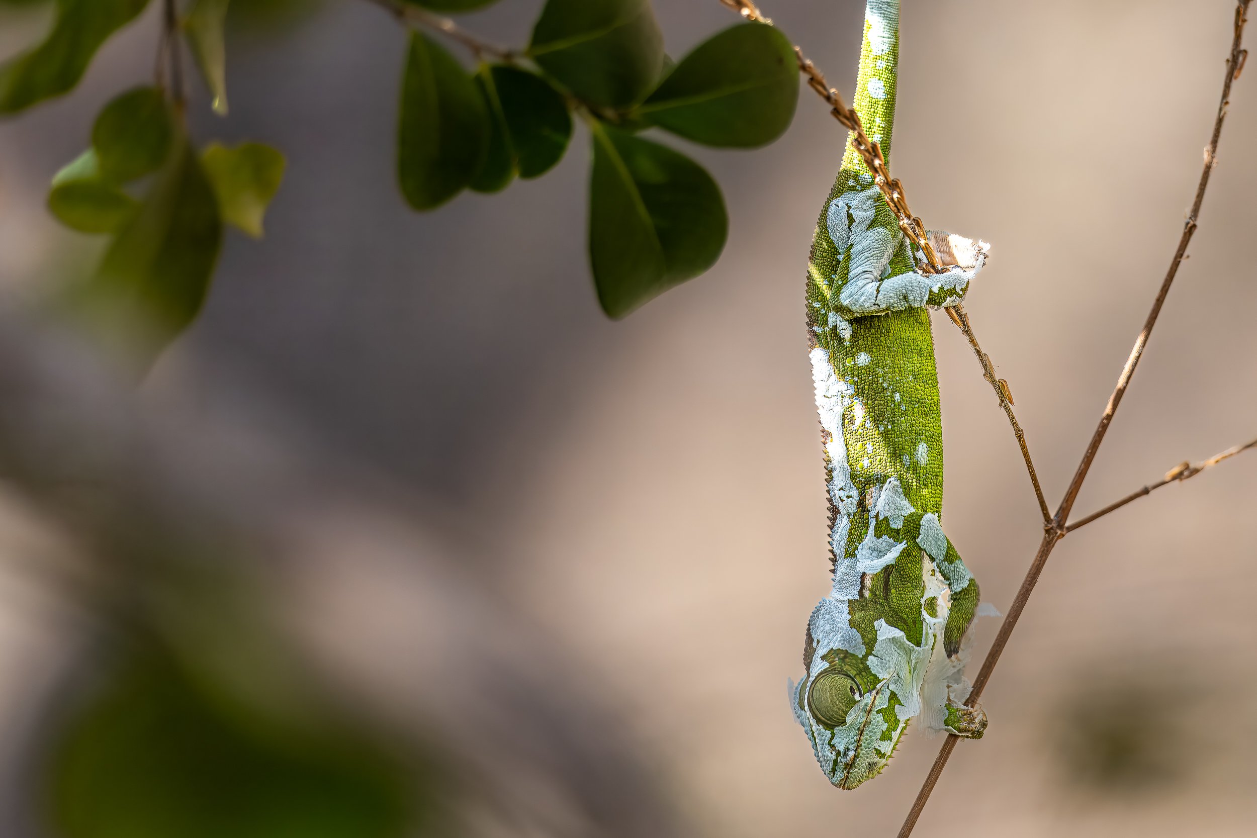 Shedding chameleon | Madagascar