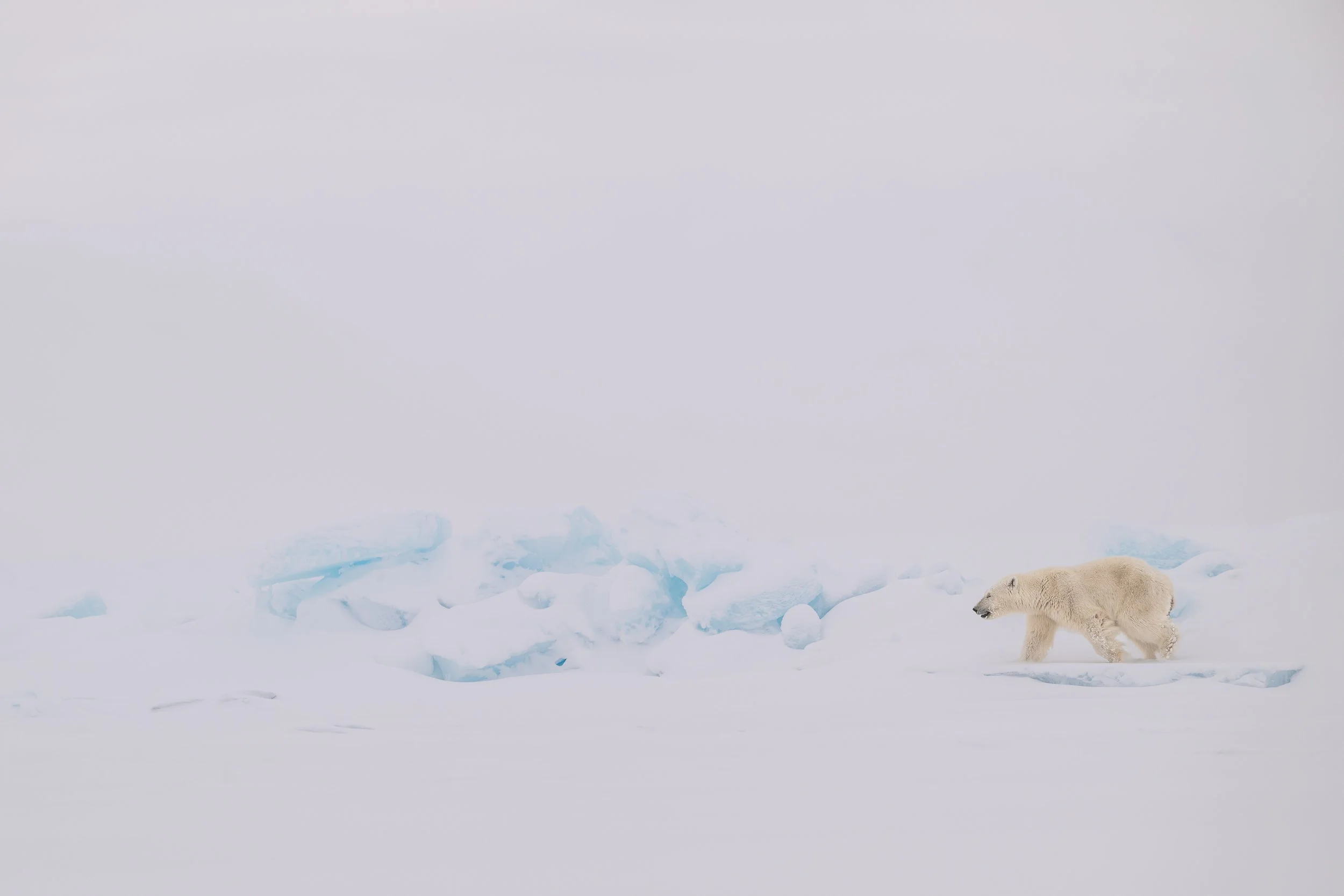 Polar bear, Baffin Island | Canadian Arctic