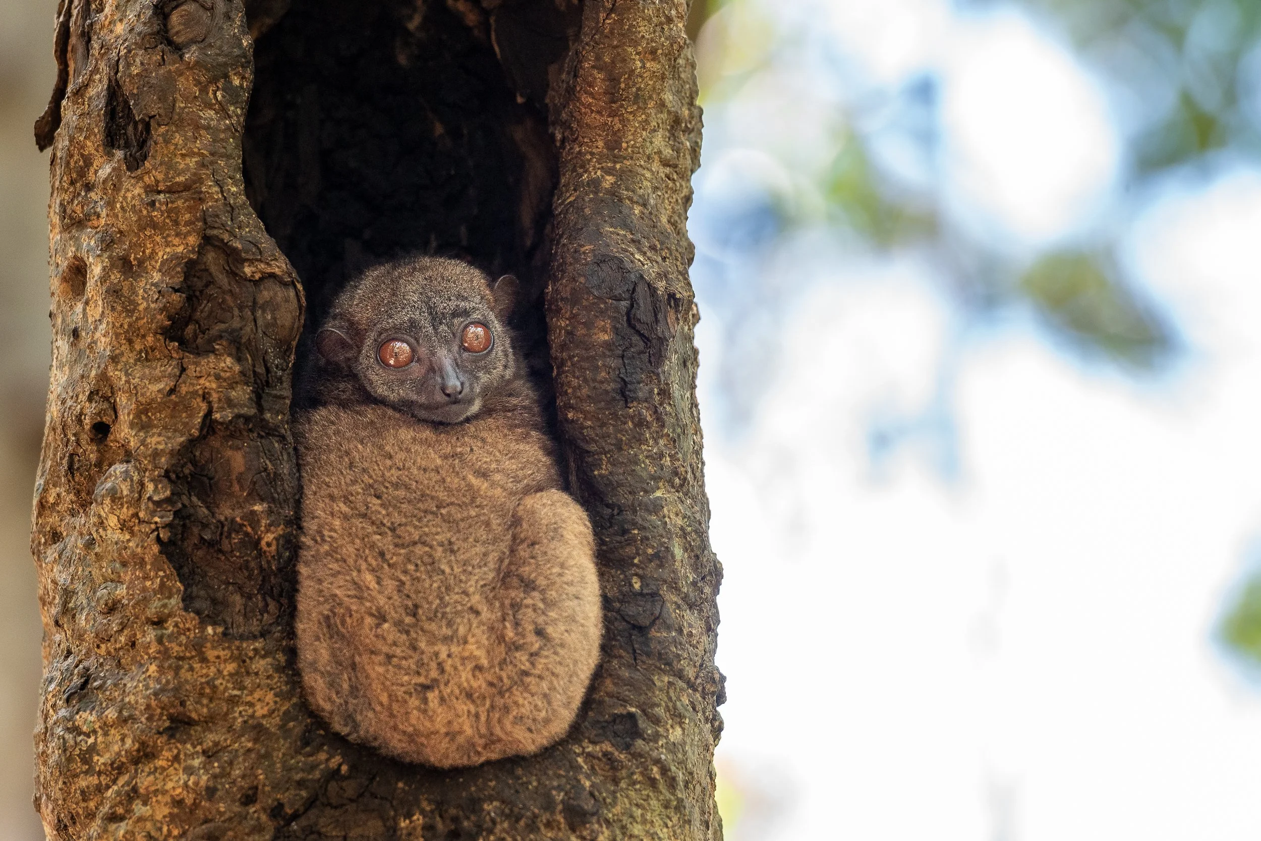 Nosy Be mouse lemur, Lokobe | Madagascar