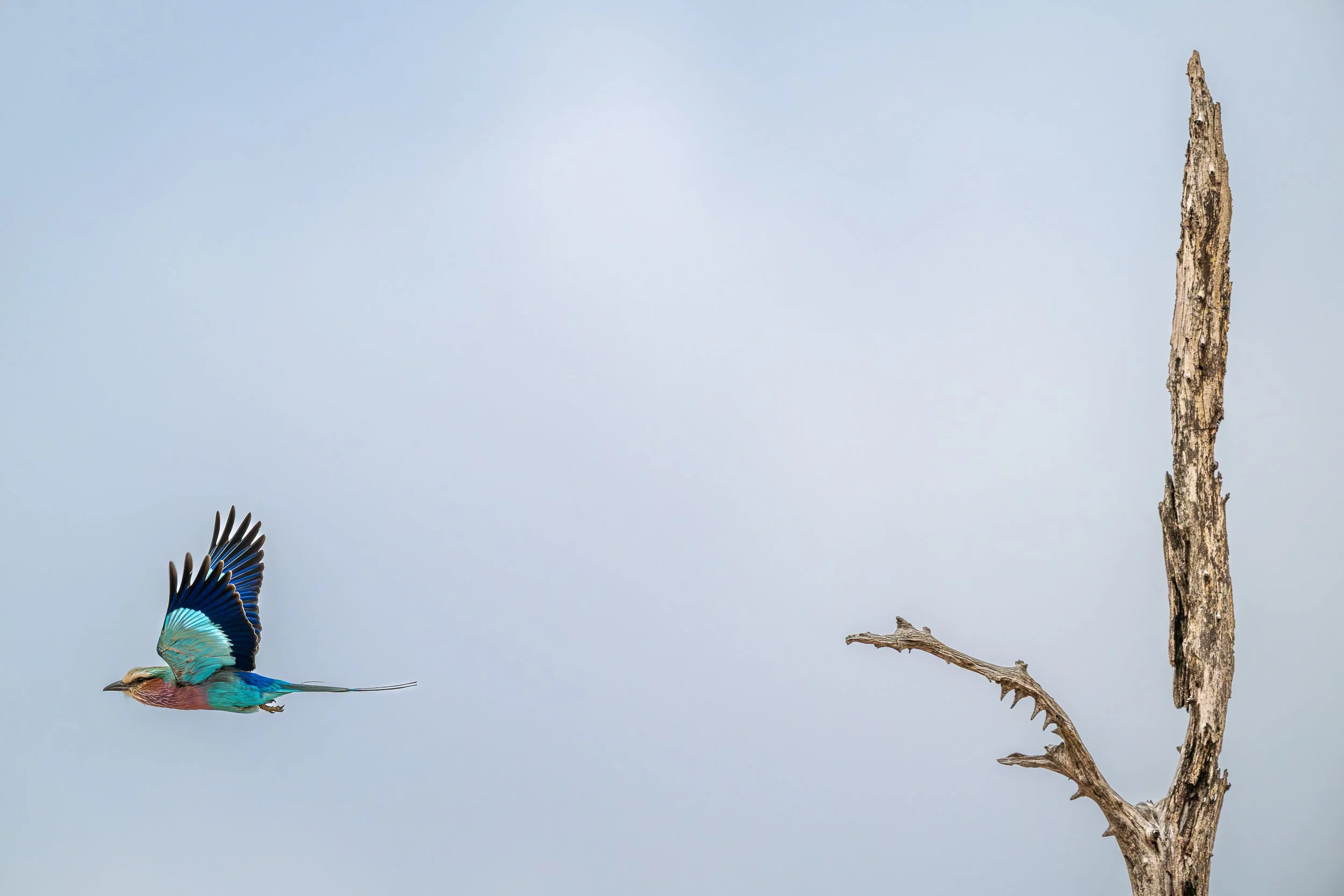 Lilac Breasted Roller, Gonarezhou | Zimbabwe