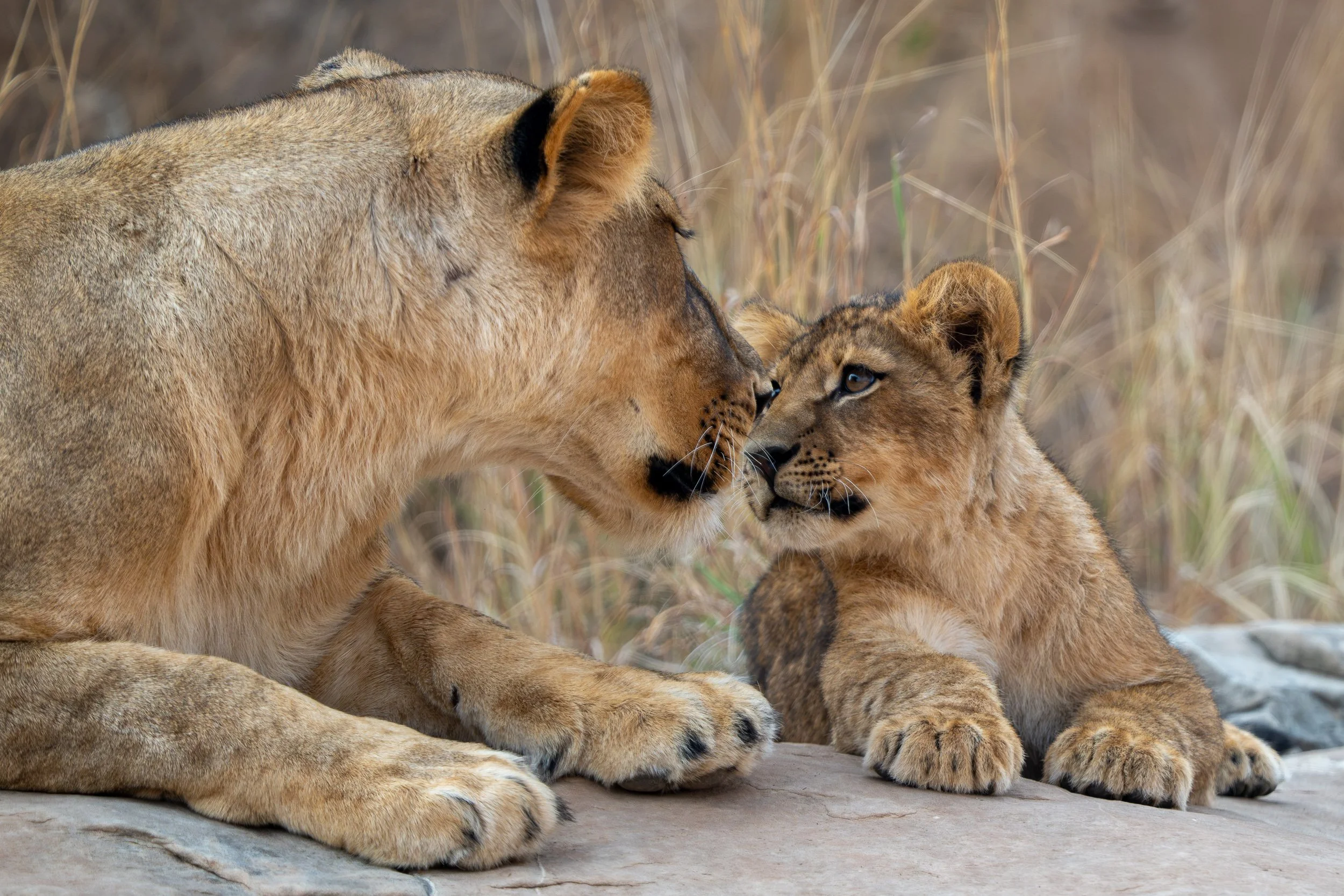 Lioness and cub | Botswana