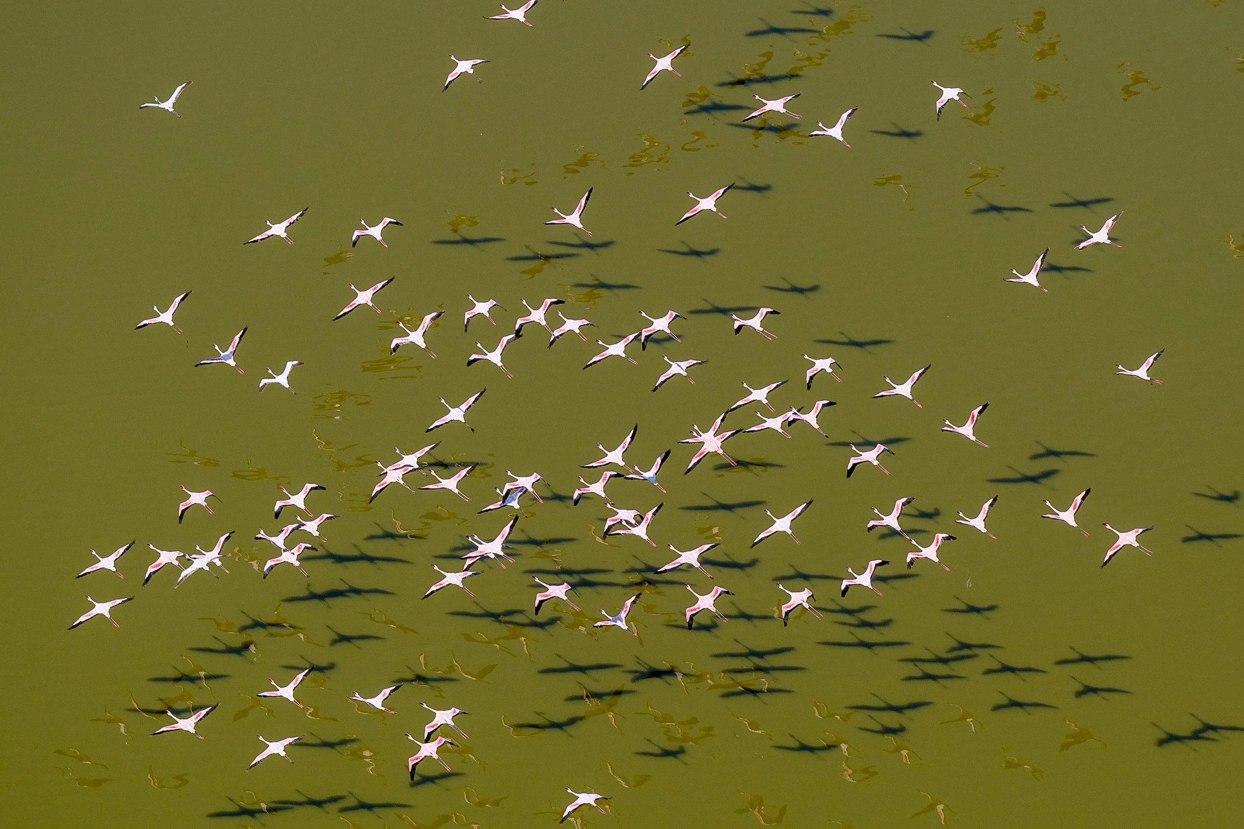 Flamingos, Lake Magadi | Kenya