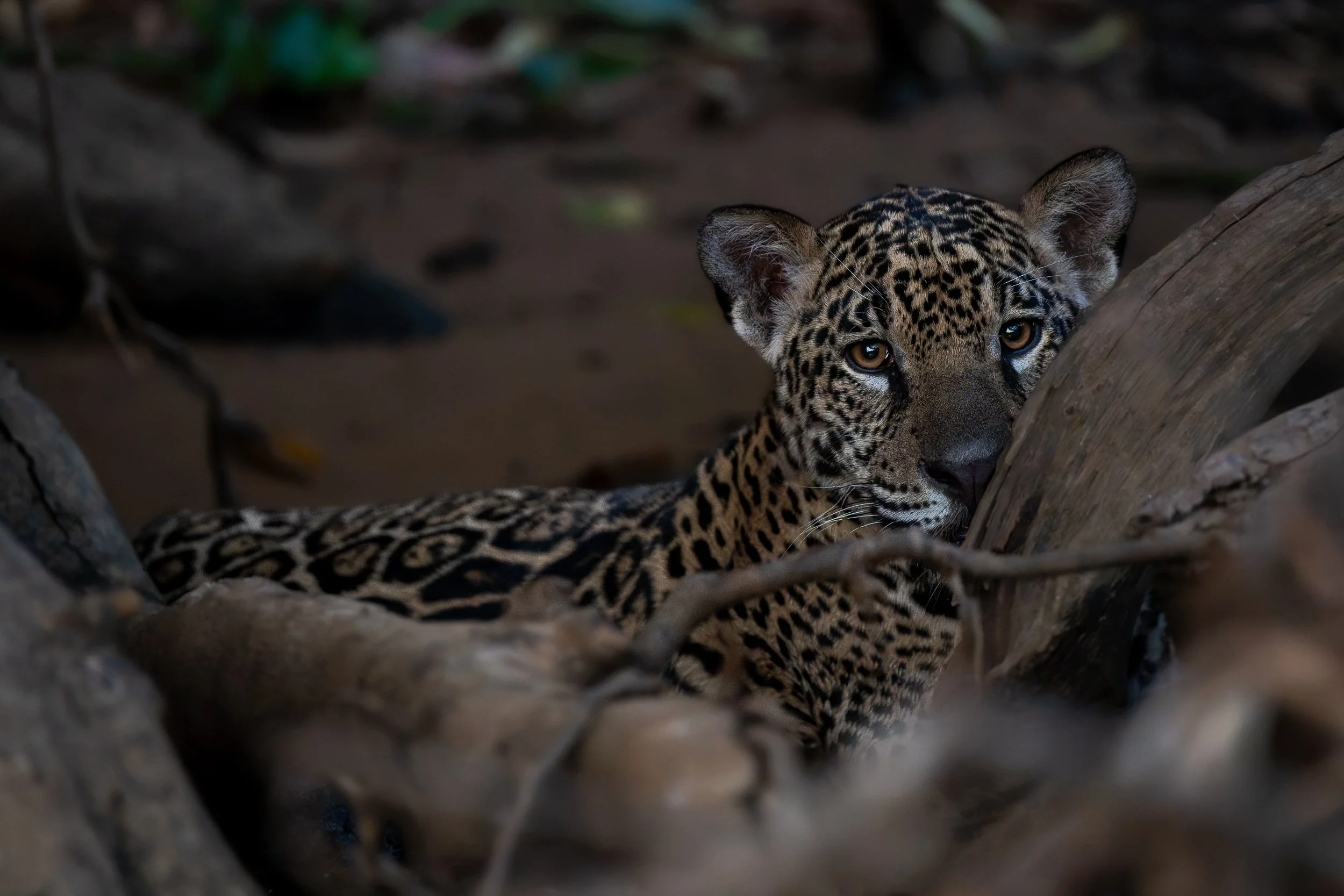 Jaguar cub, Pantanal | Brazil