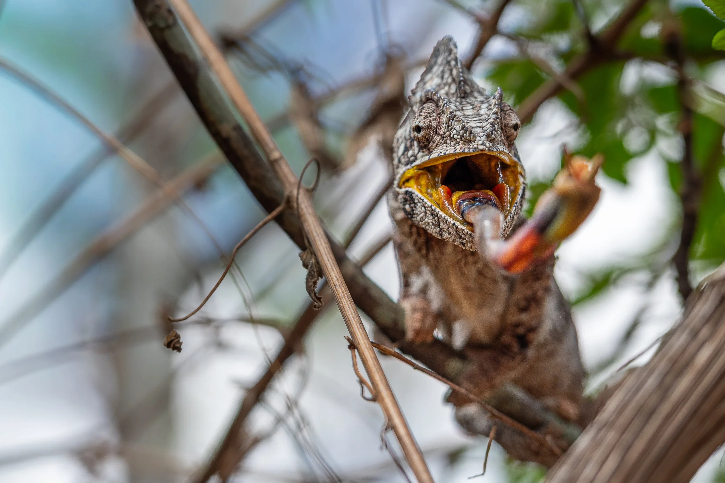 Chameleon catching prey | Madagascar