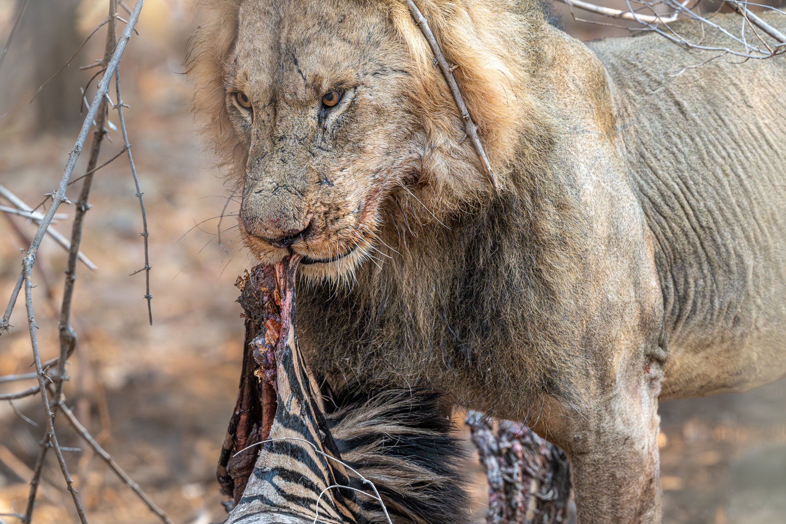 Lion, Mana Pools | Zimbabwe
