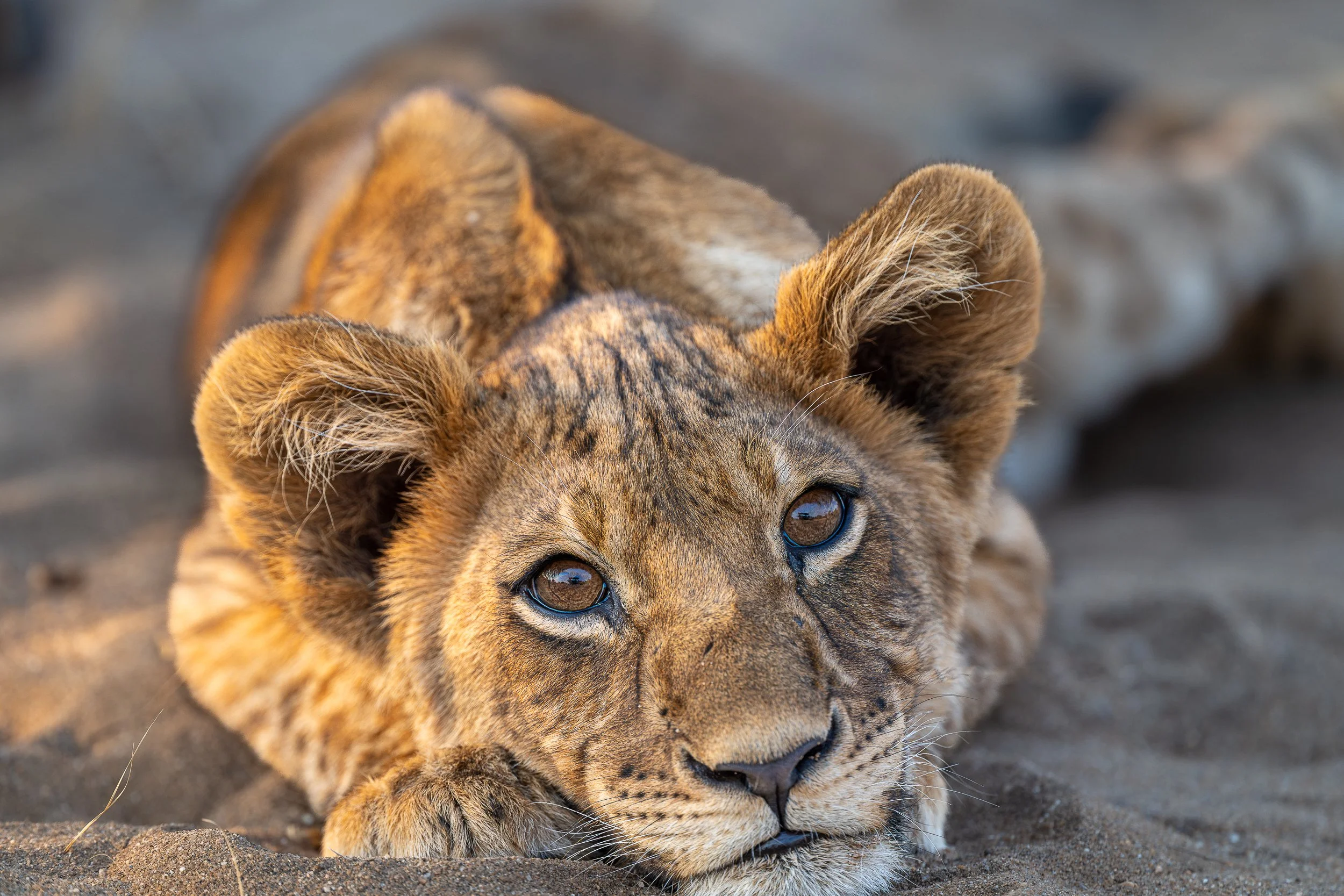 Lion cub, Mana Pools | Zimbabwe