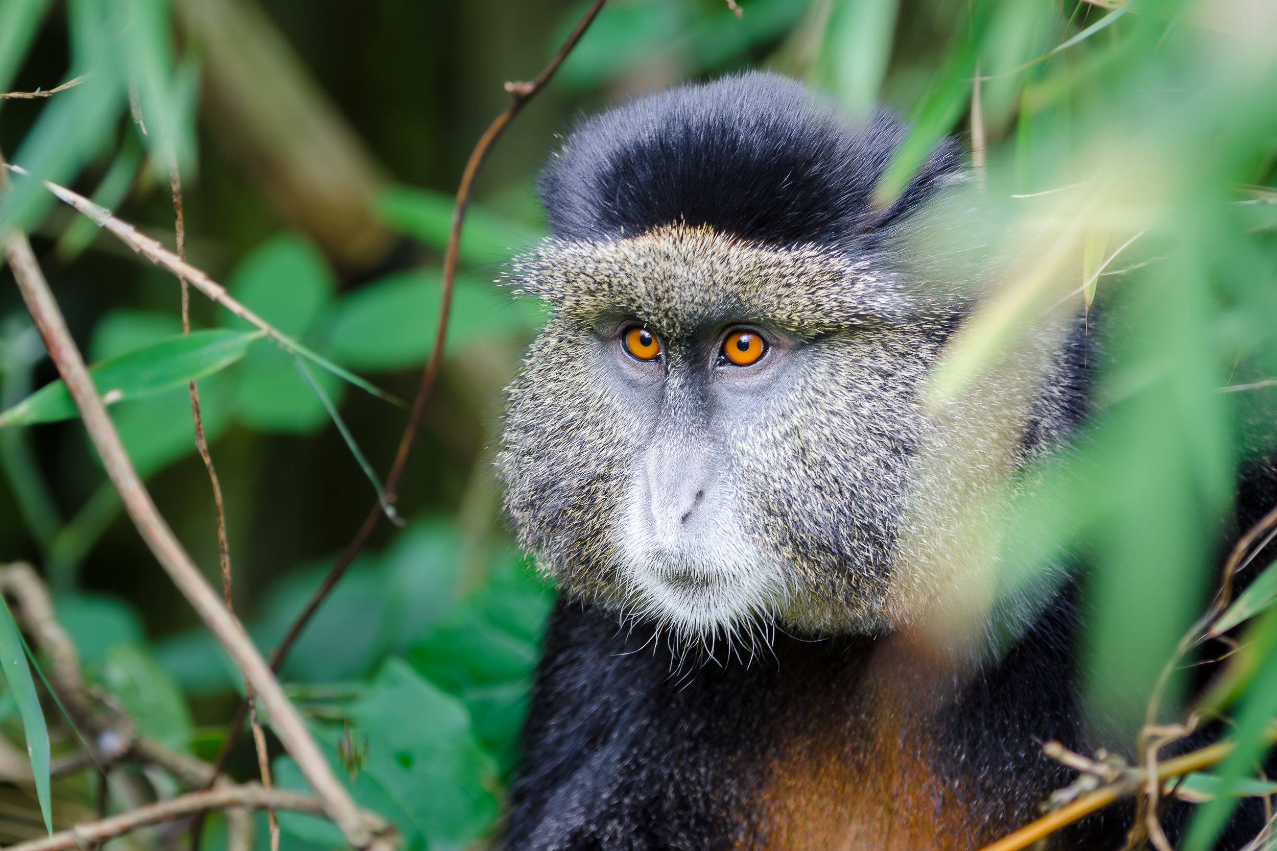 Golden monkey, Virunga Mountains | Rwanda