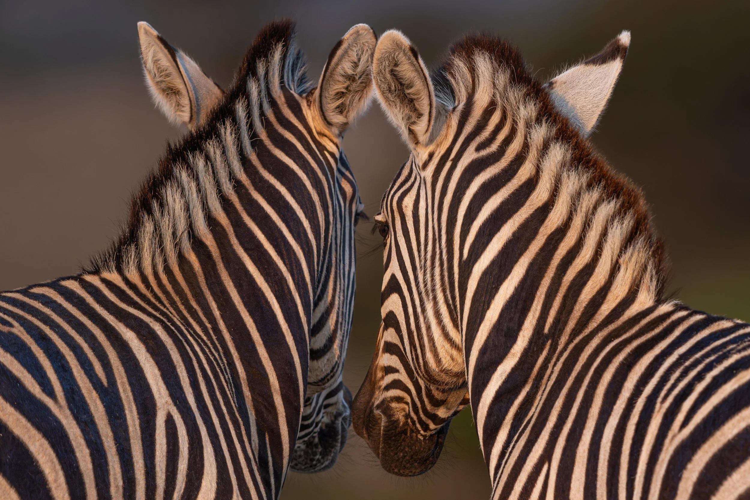 Zebras touching heads | Botswana