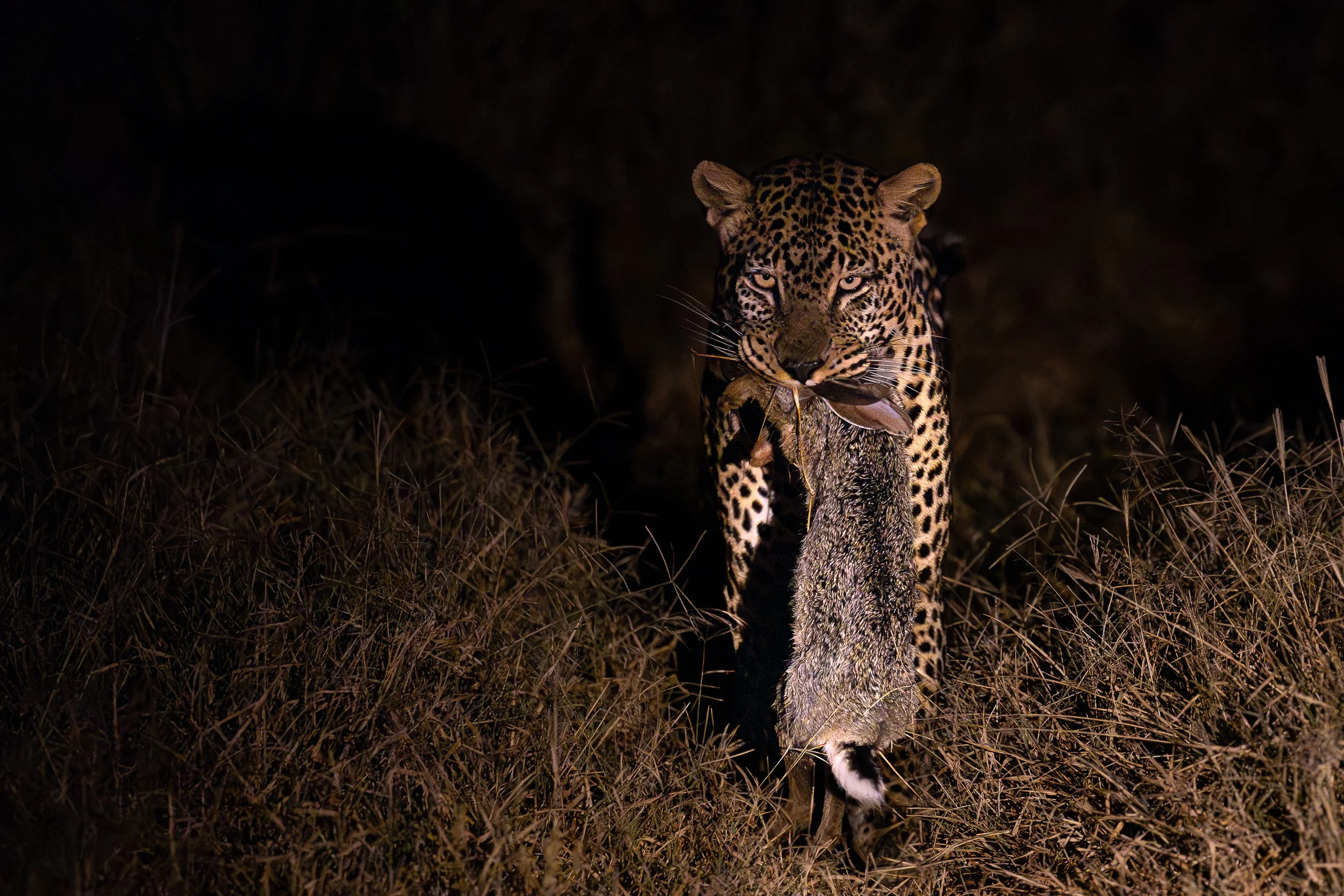 Leopard, Laikipia | Kenya