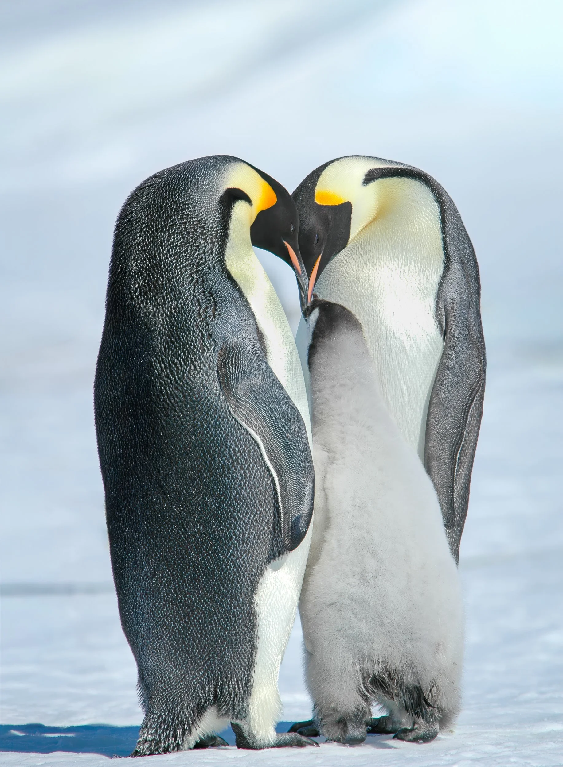 Emperor penguins, Snow Hill Island | Antarctica