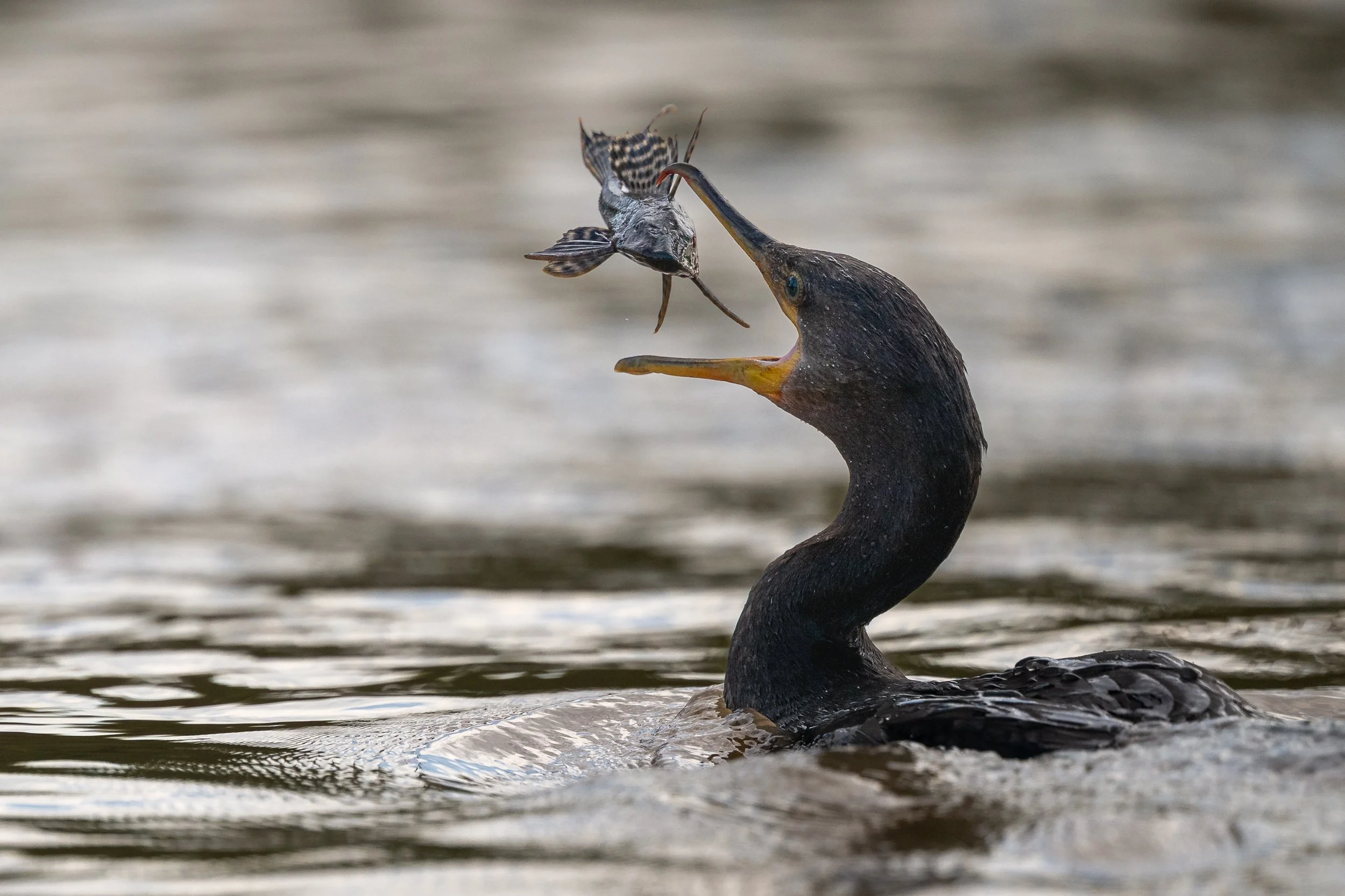 Anhinga, Pantanal | Brazil