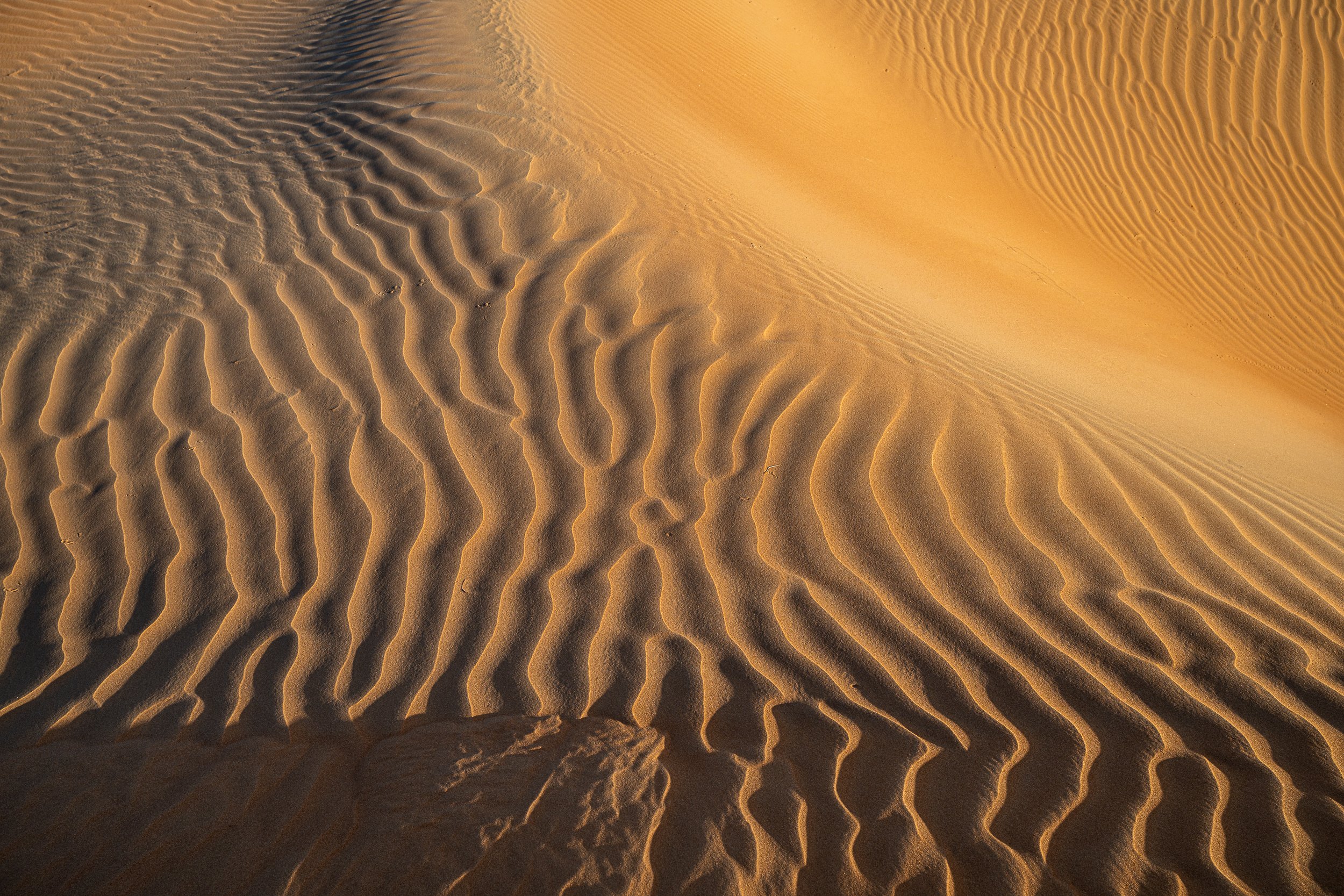 Desert Bones