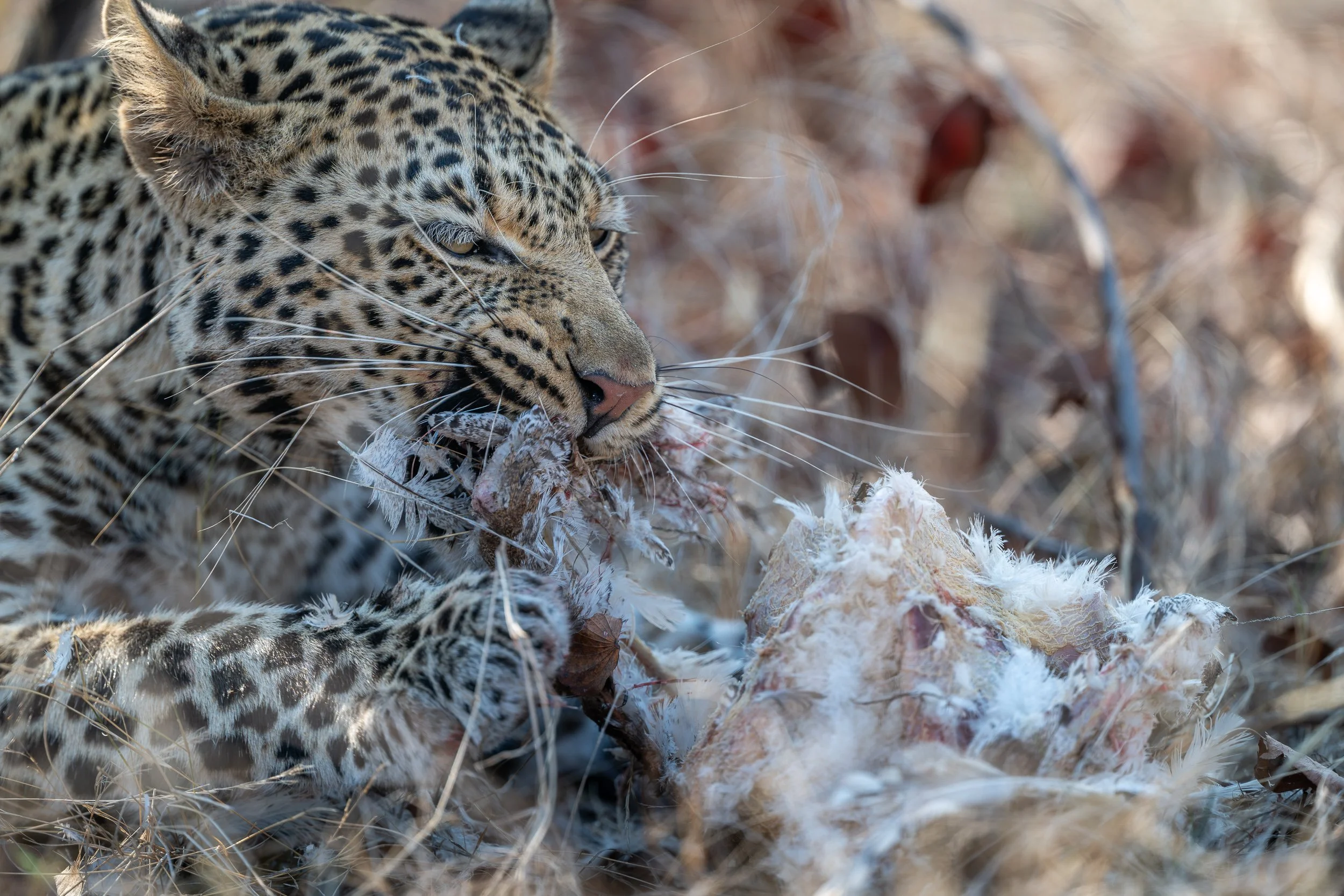 Leopard with prey | Botswana