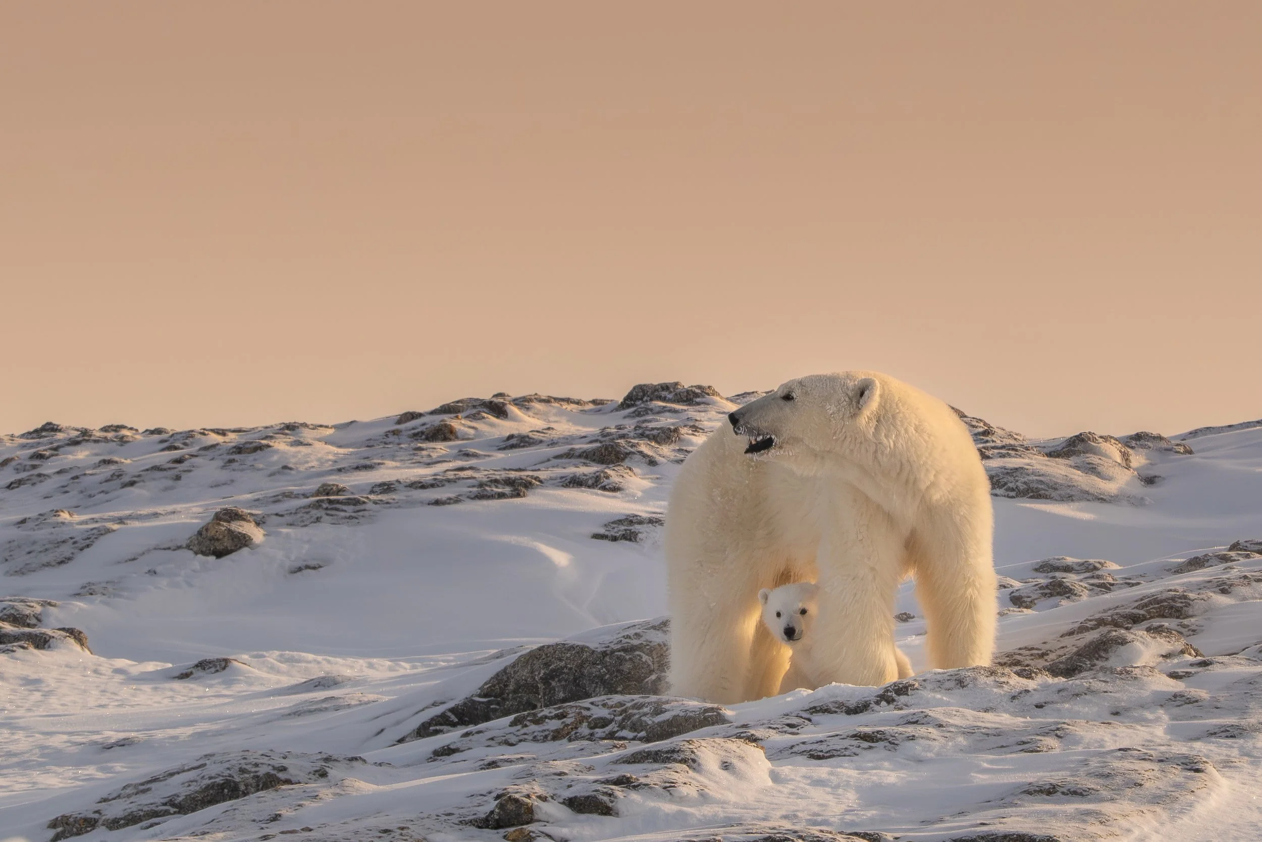 Polar bear mother and cub, Baffin Island | Canadian Arctic