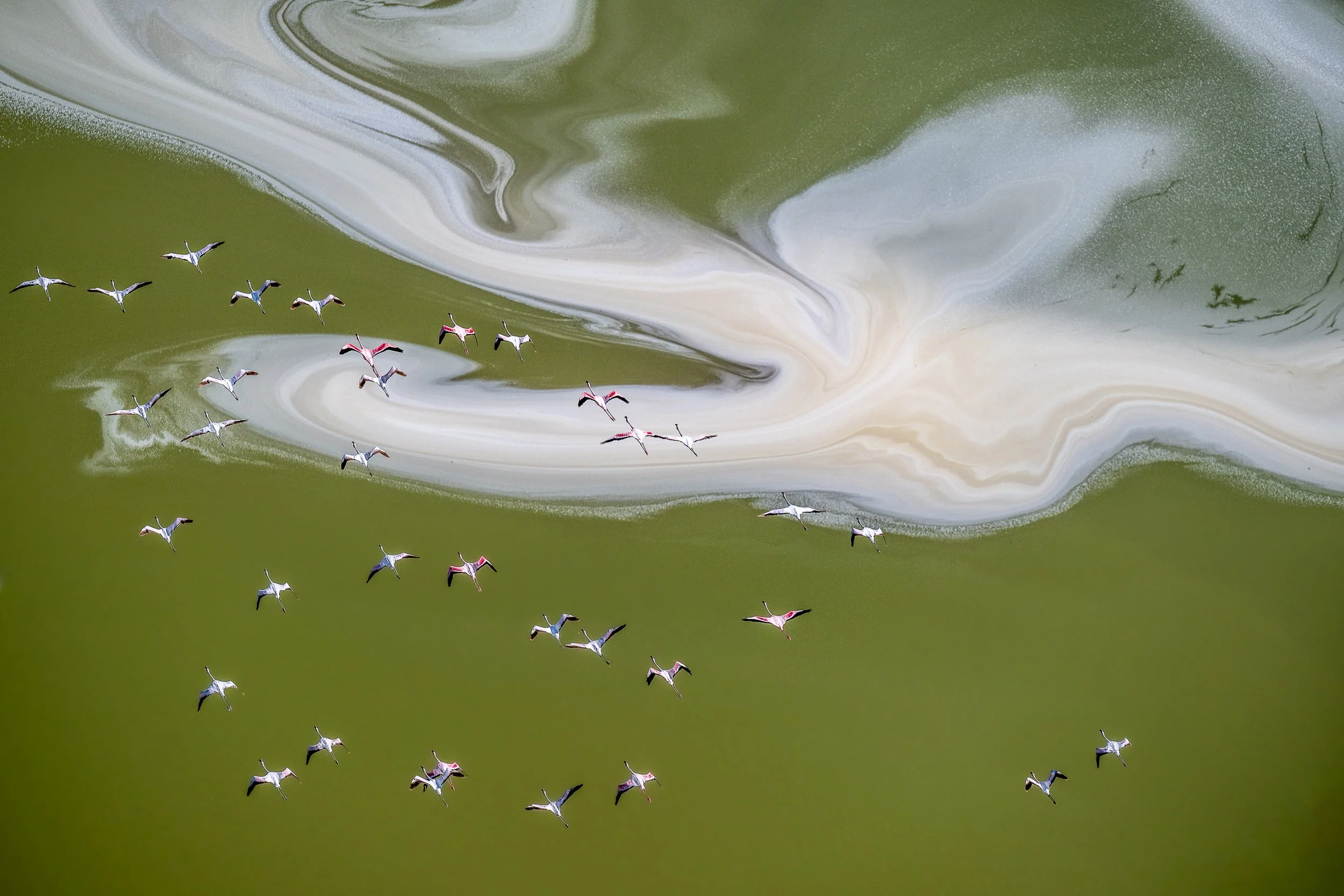 Flamingos and patterns, Lake Magadi | Kenya