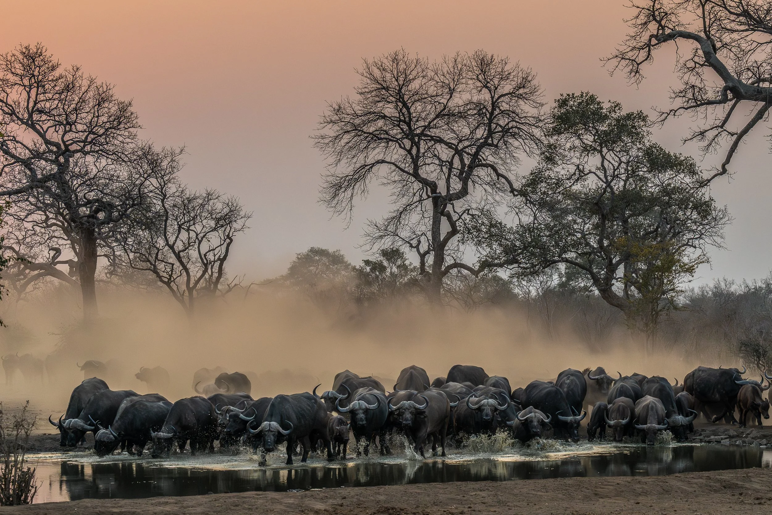 Buffalo, Mana Pools | Zimbabwe