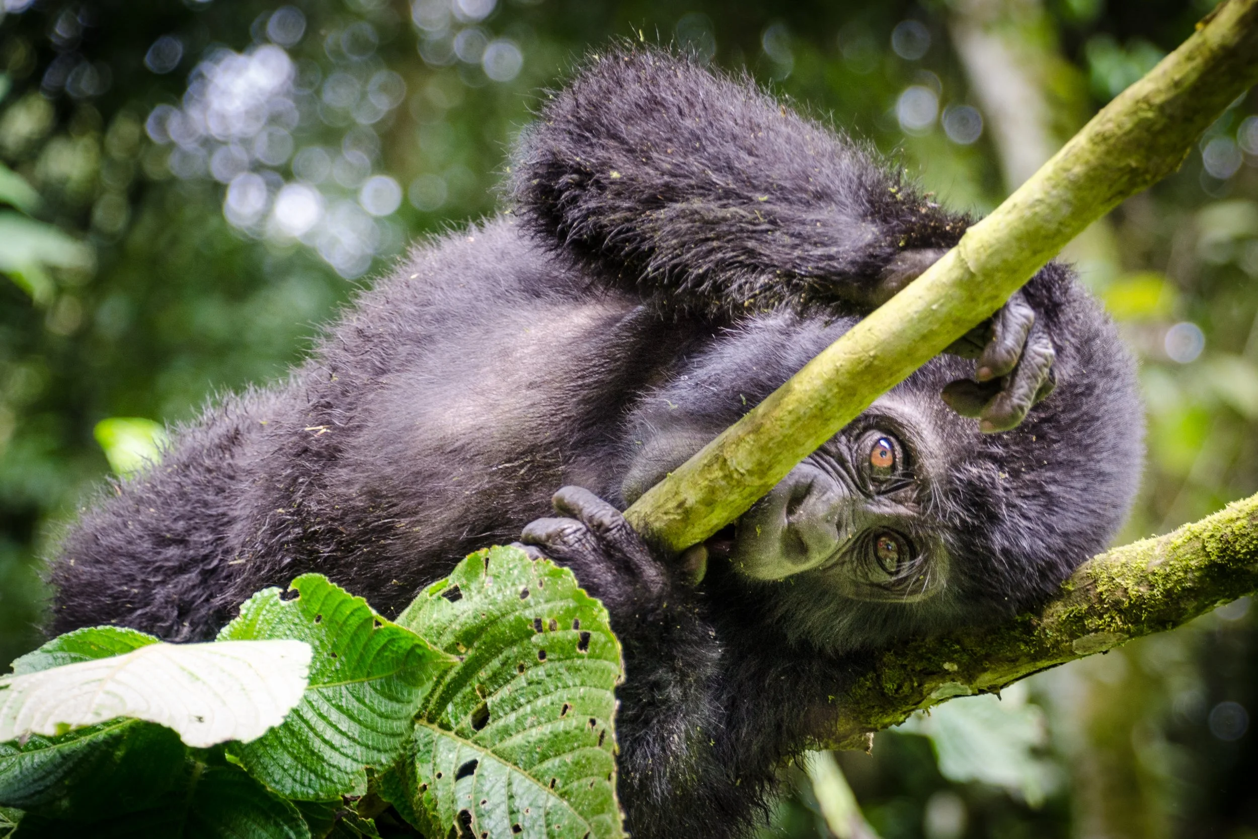 Young mountain gorilla, Bwindi | Uganda
