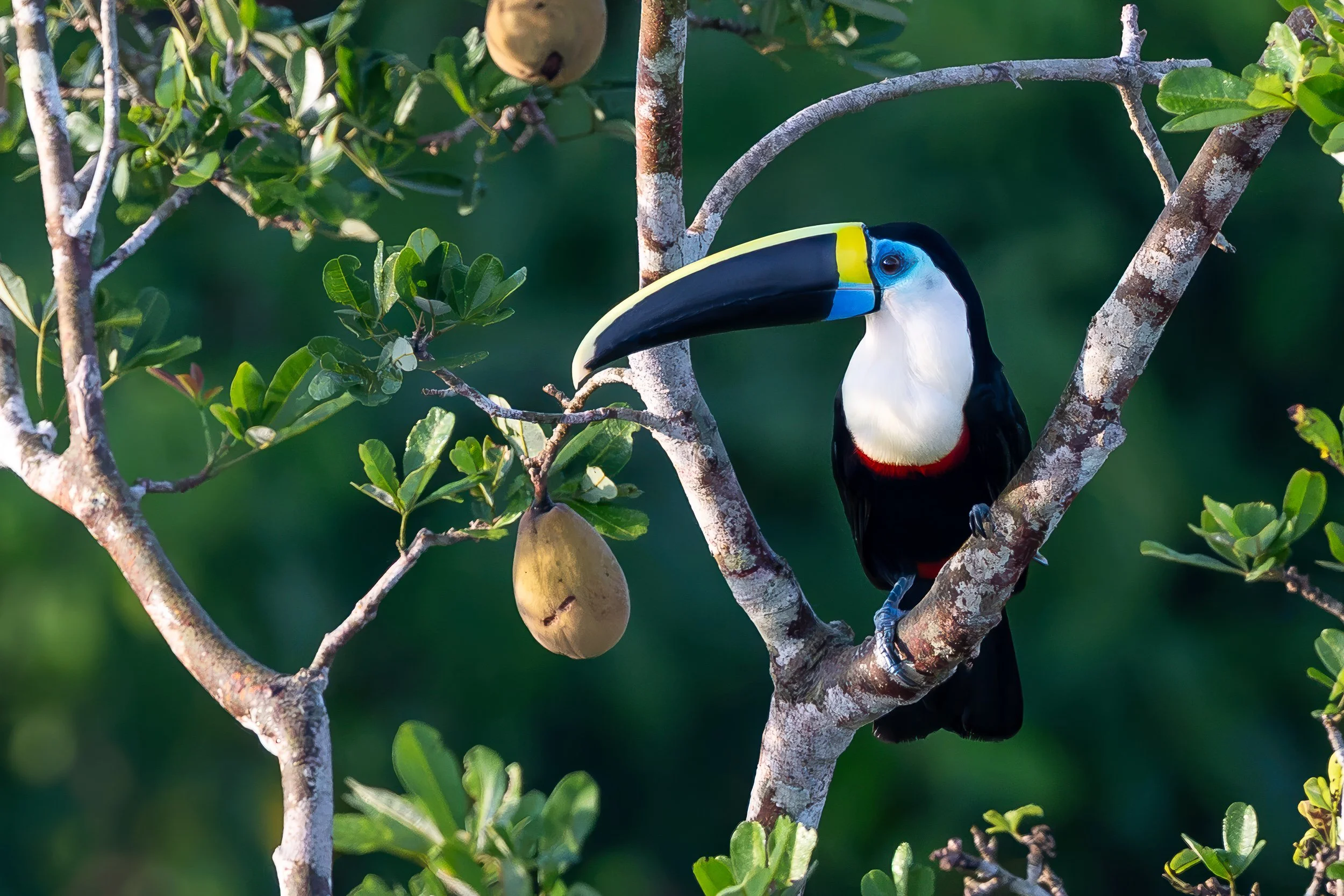 Toucan, Amazon rainforest | Brazil