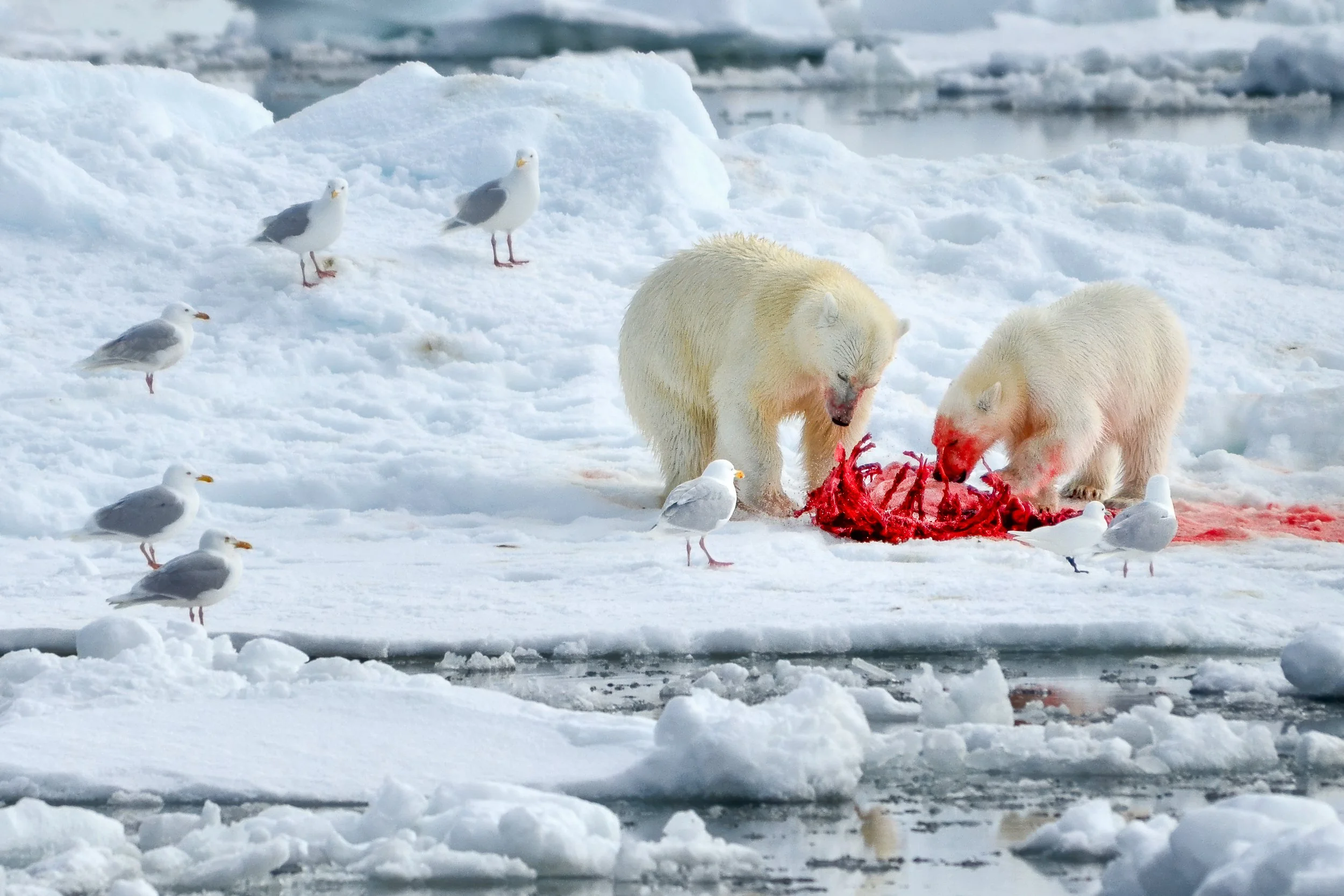 Polar bears feeding | Svalbard