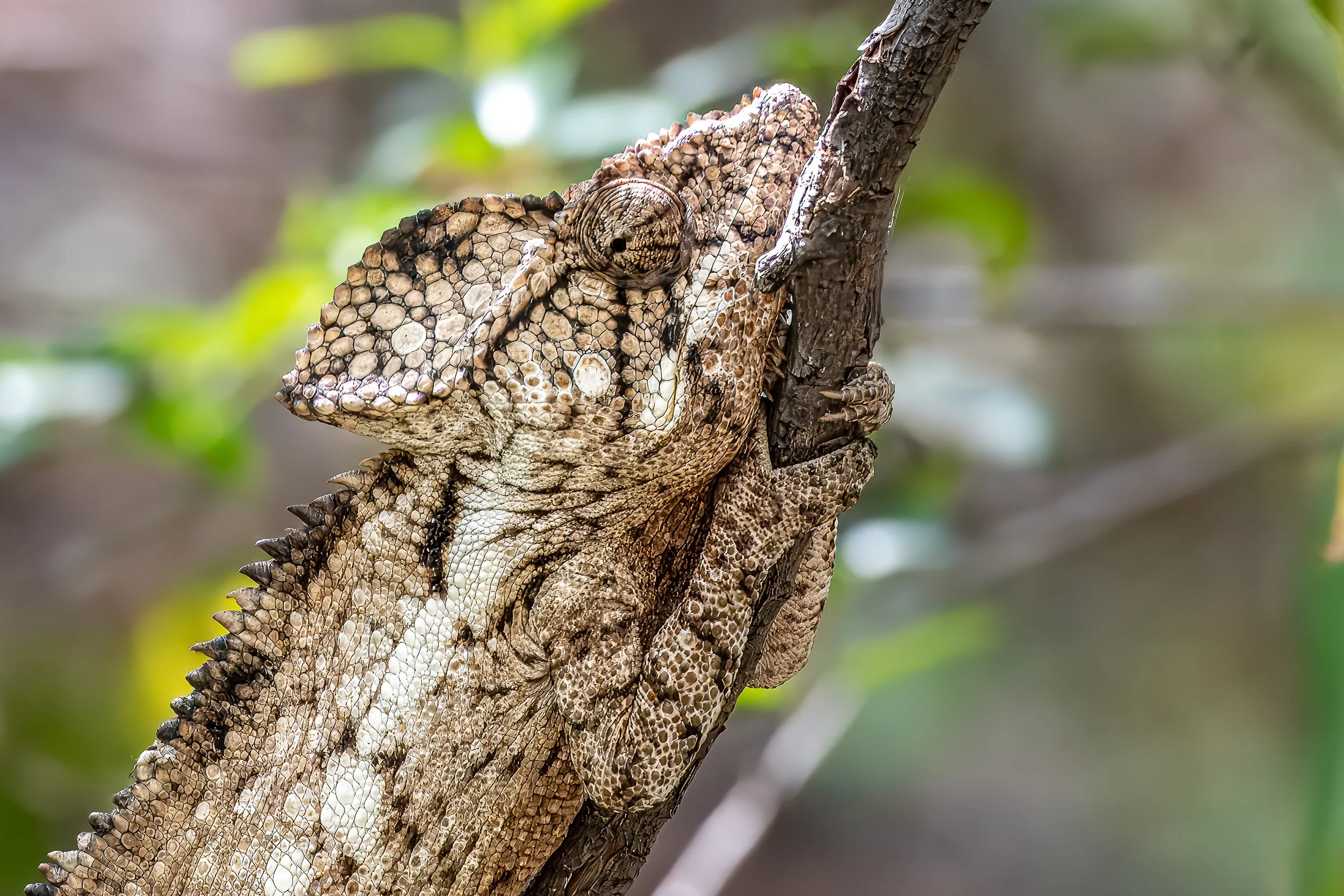 Chameleon, Isalo | Madagascar