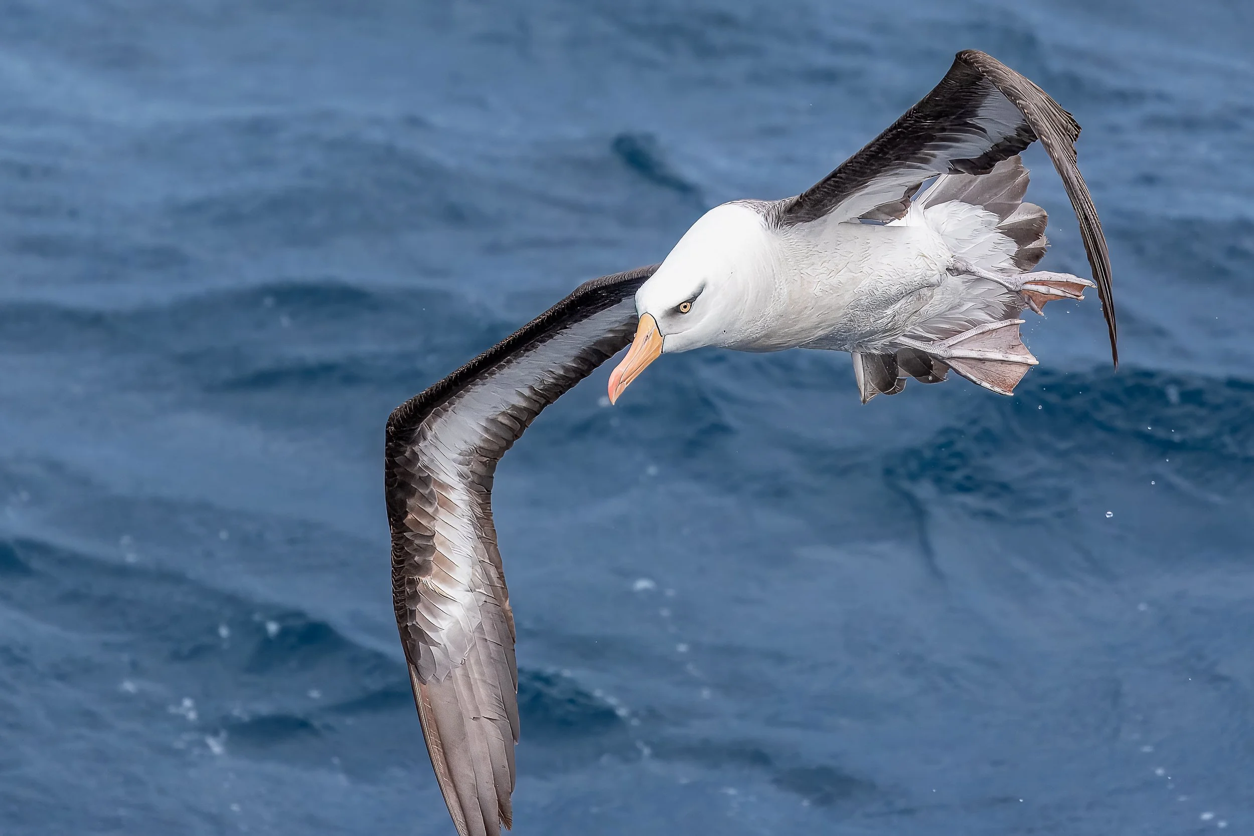 Albatross, Campbell Island | New Zealand