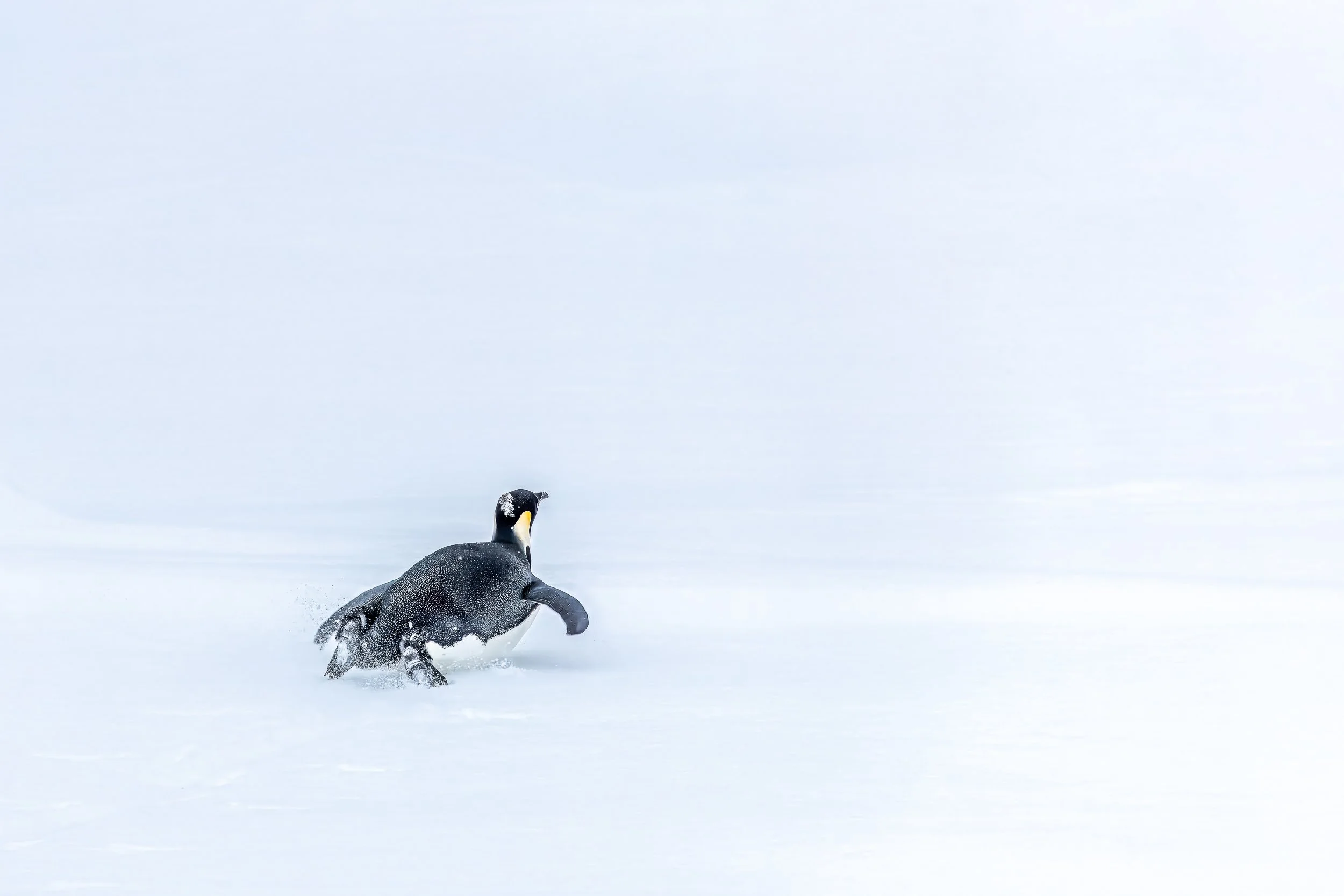 Emperor penguin, Ross Sea | Antarctica
