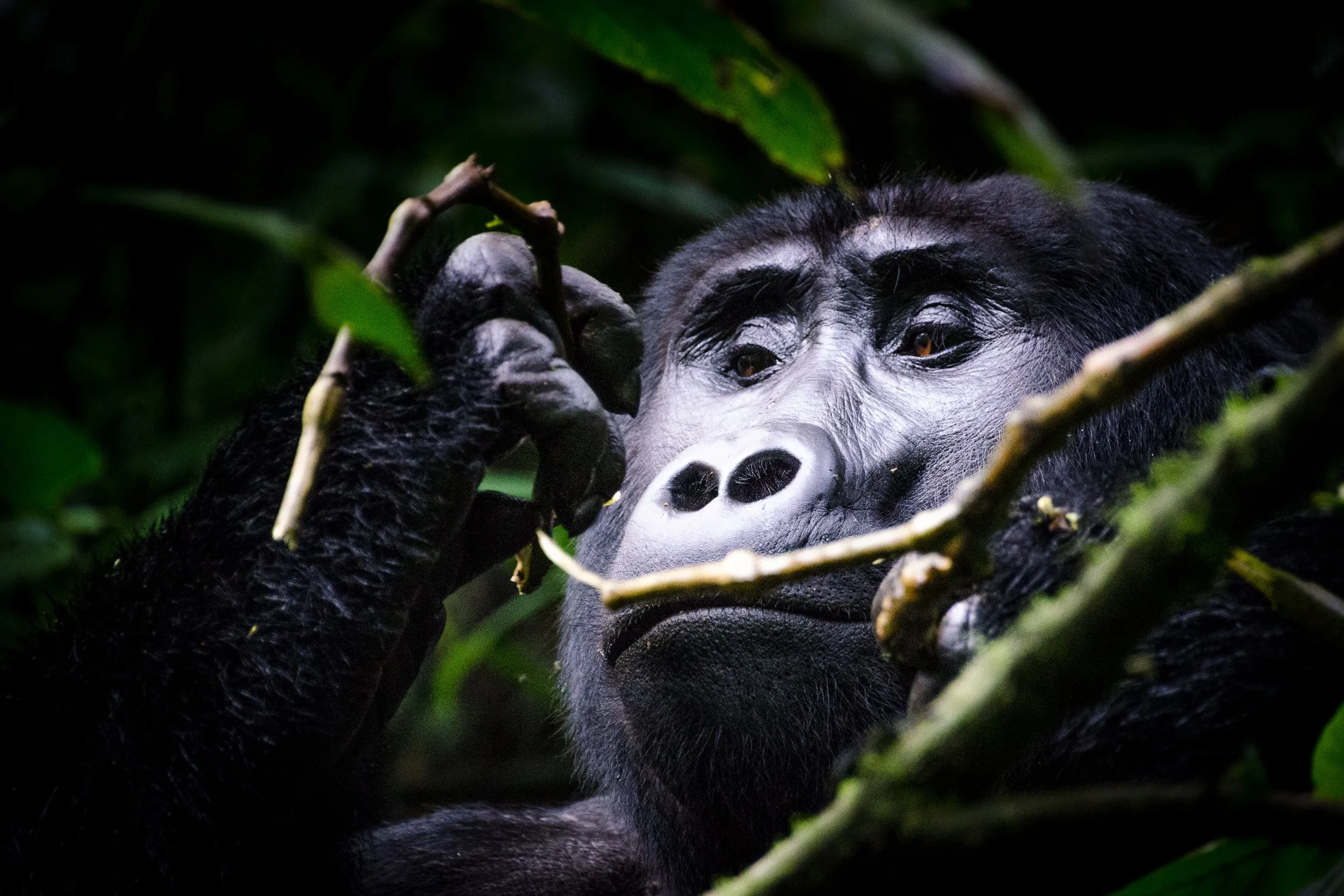 Mountain gorilla, Bwindi | Uganda