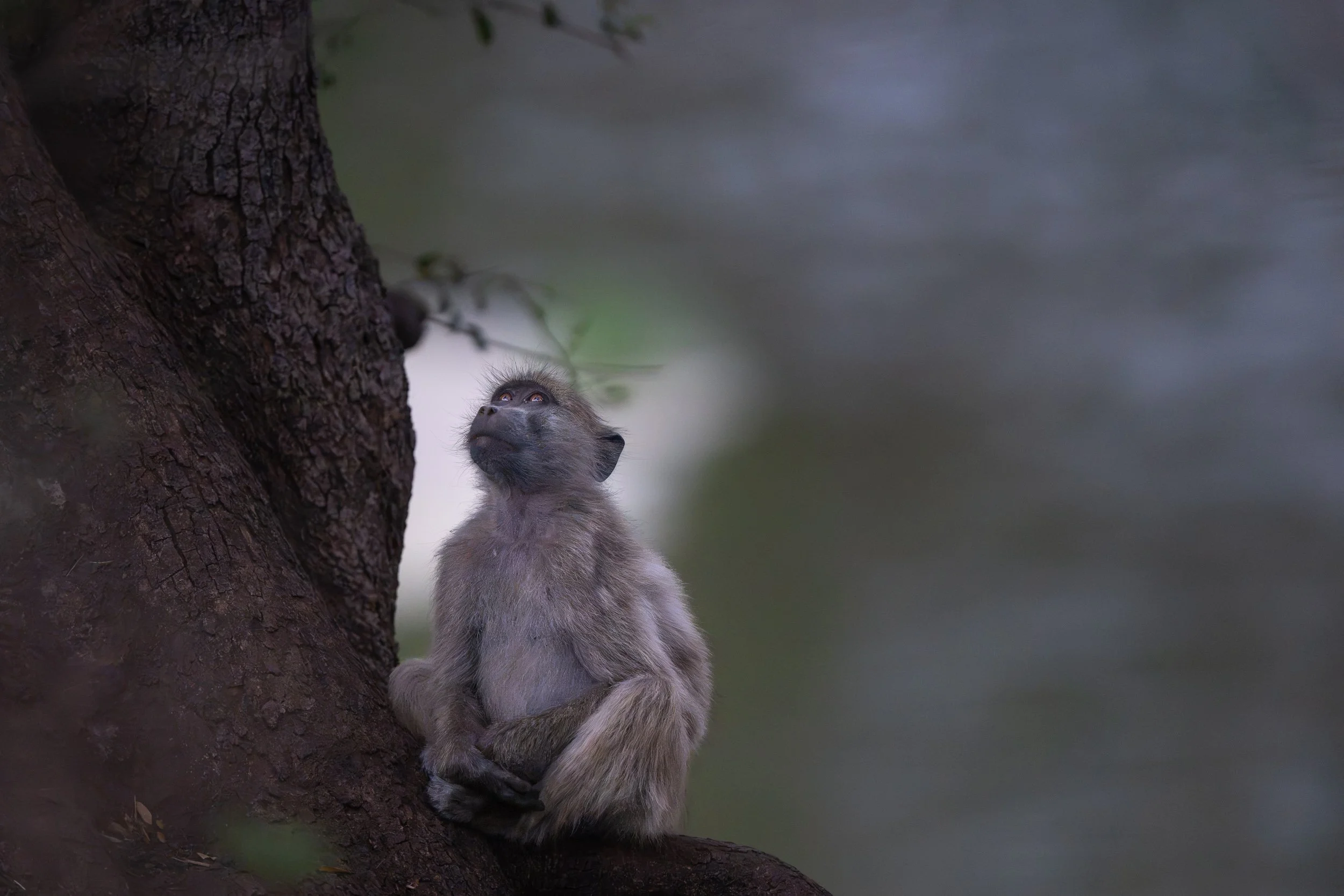Young baboon | Botswana