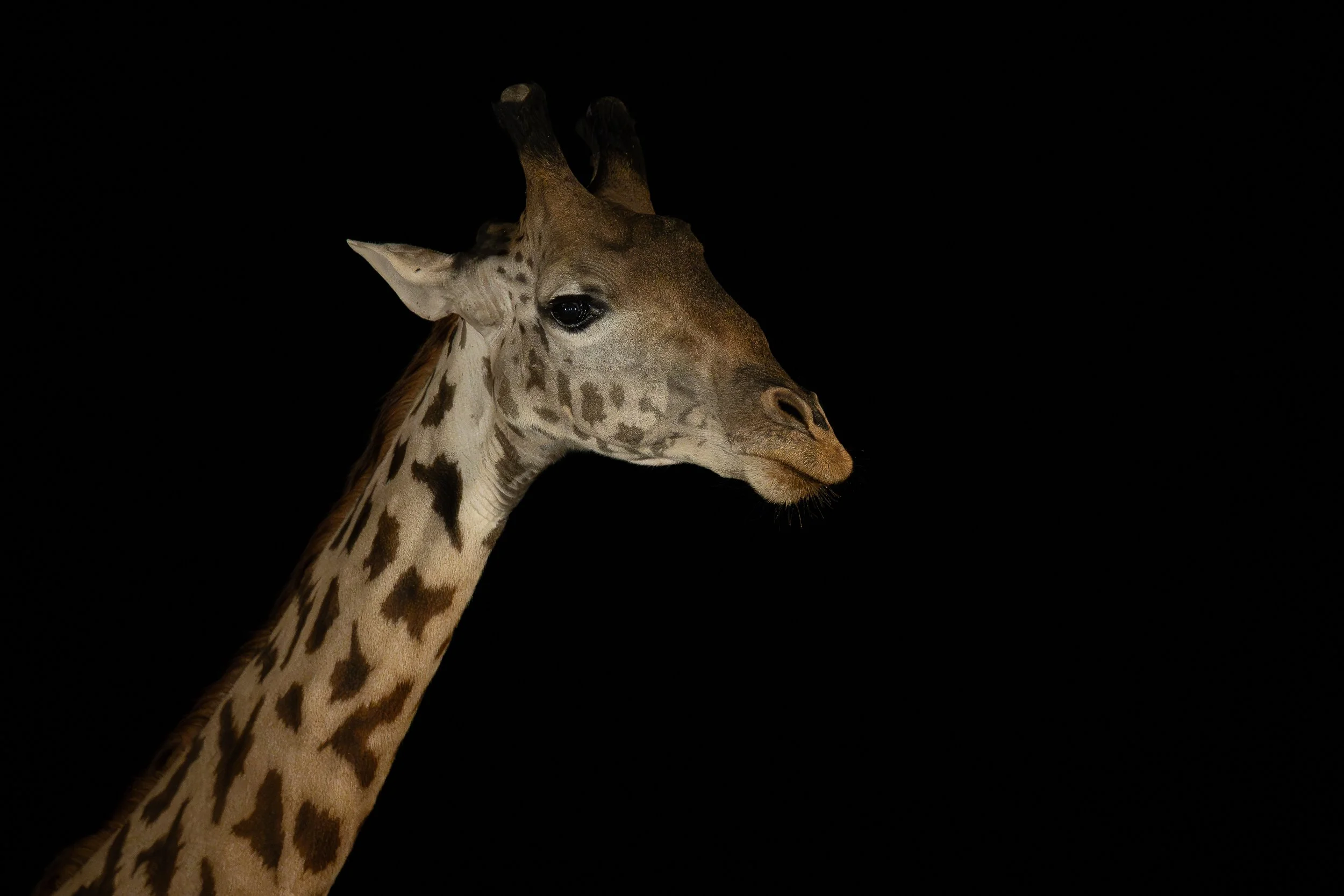 Giraffe, Shompole | Kenya