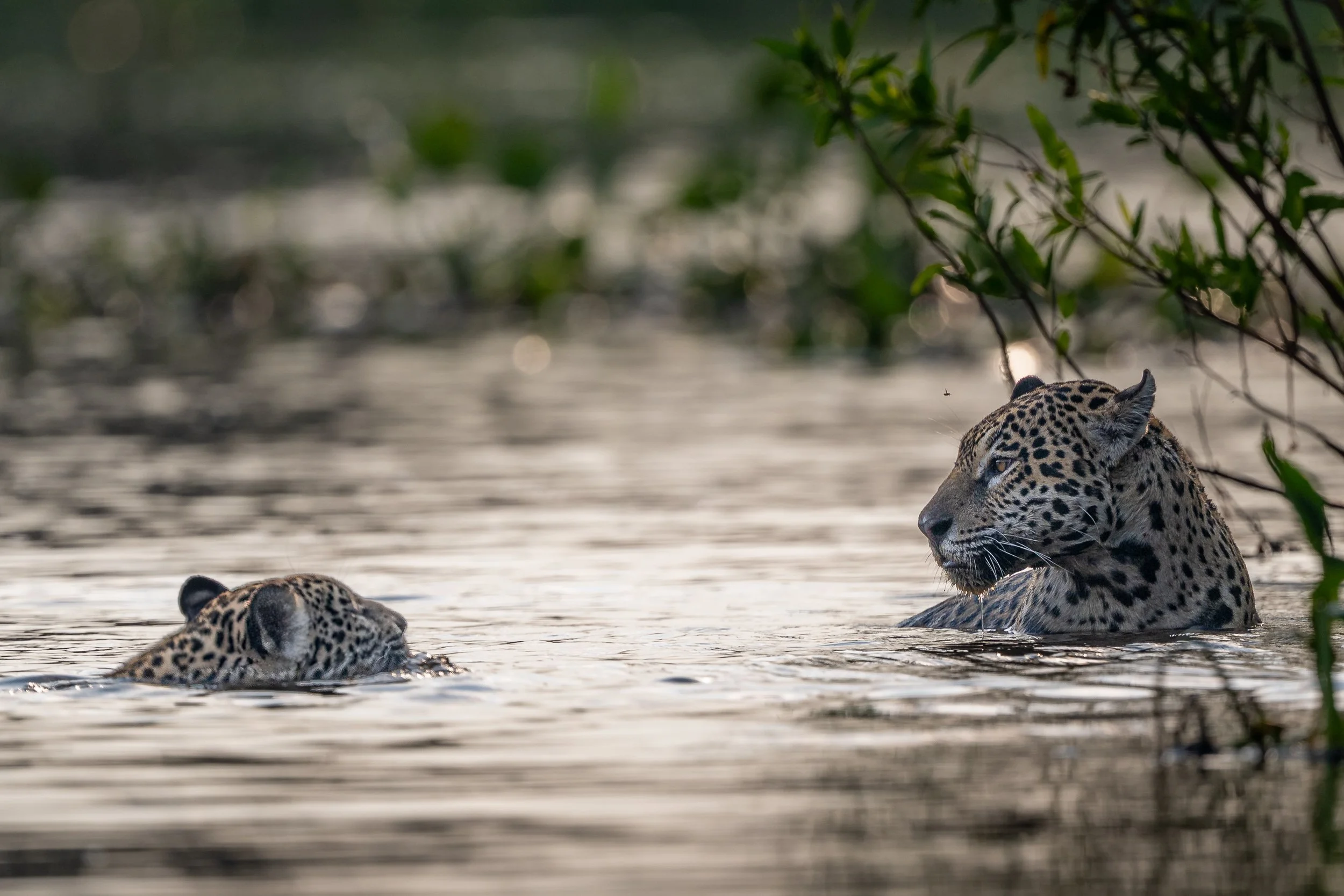 Jaguars, Pantanal | Brazil