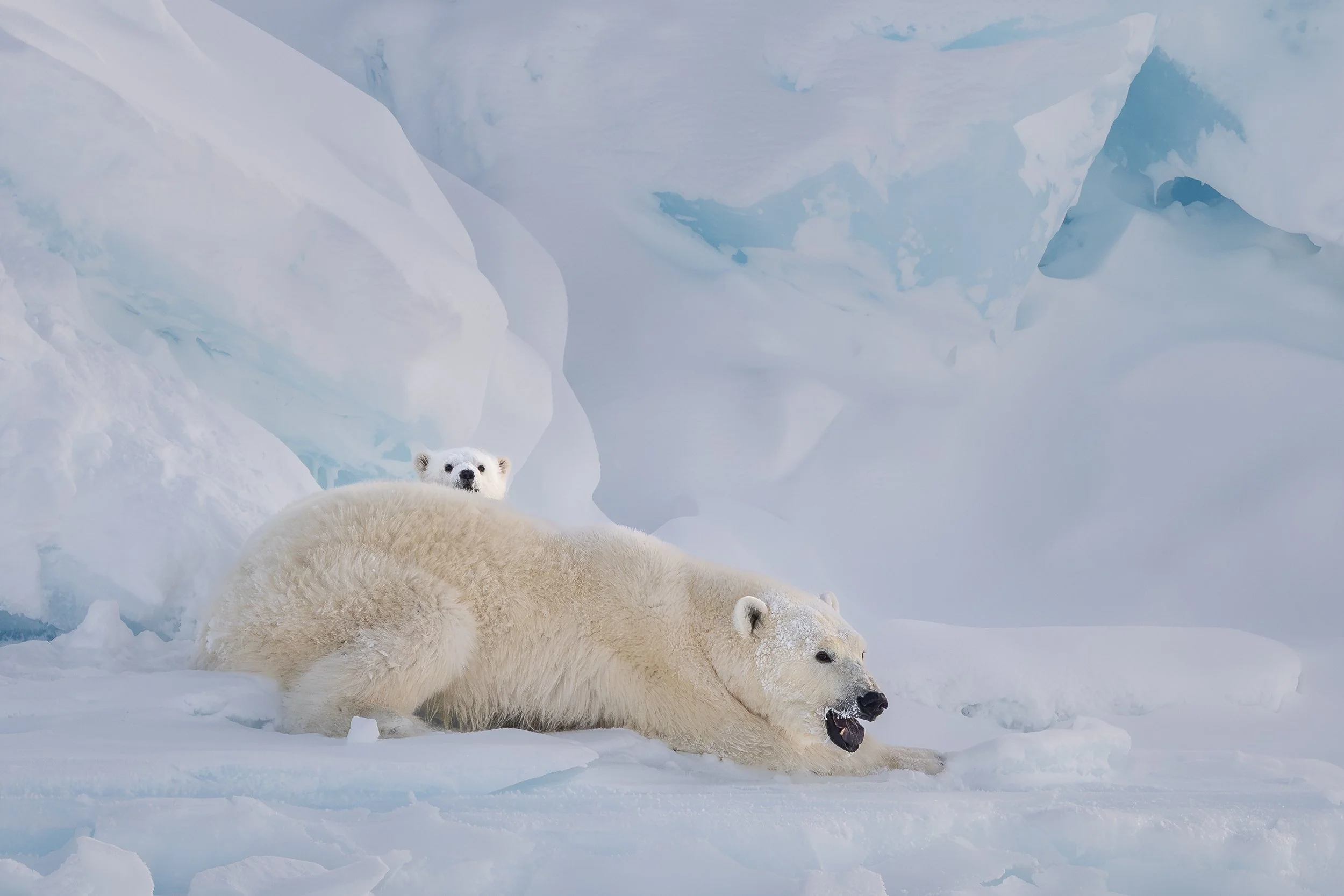 Polar bear mother and cub, Baffin Island | Canadian Arctic